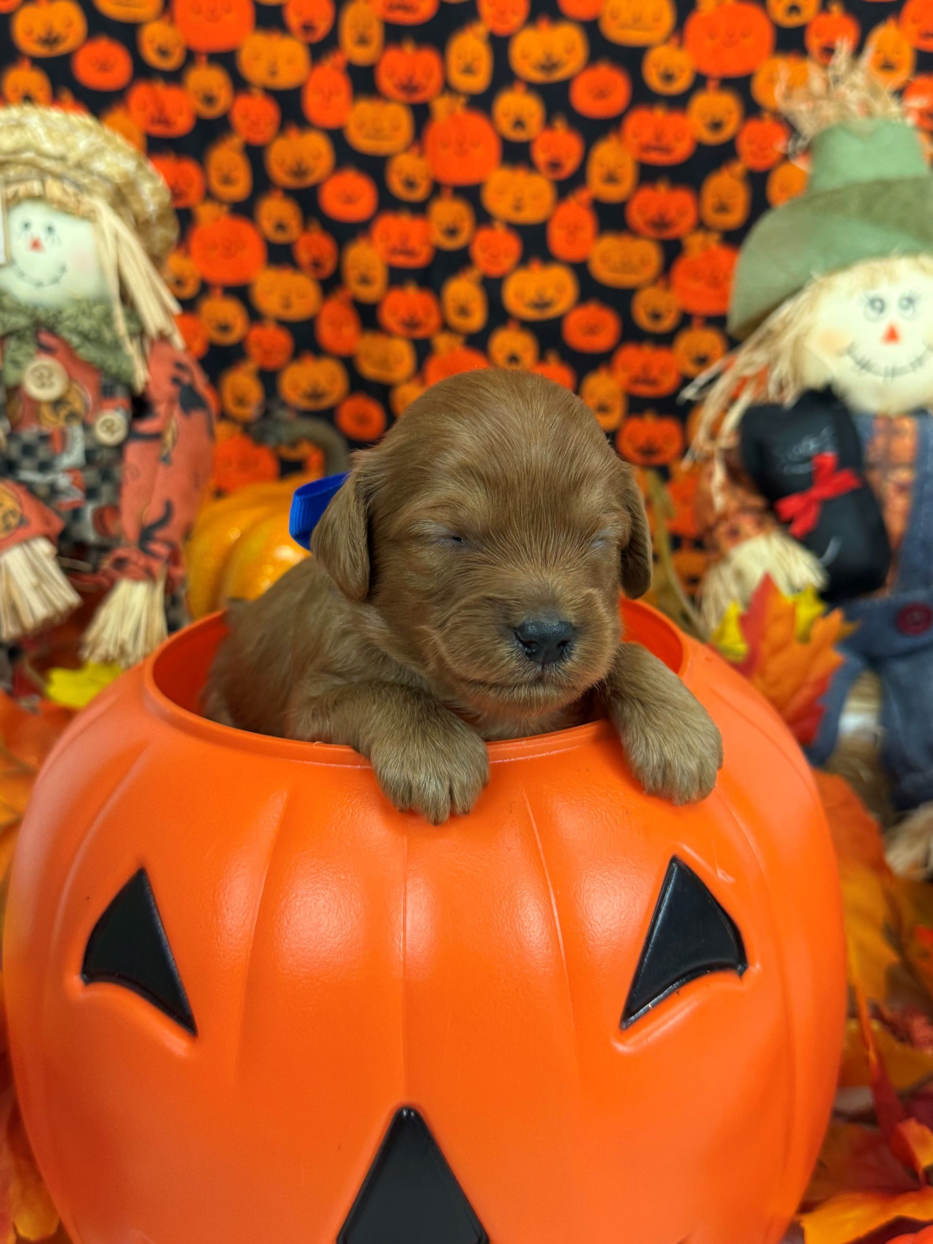 Goldendoodle puppies for sale Fort Worth Texas breeder listings