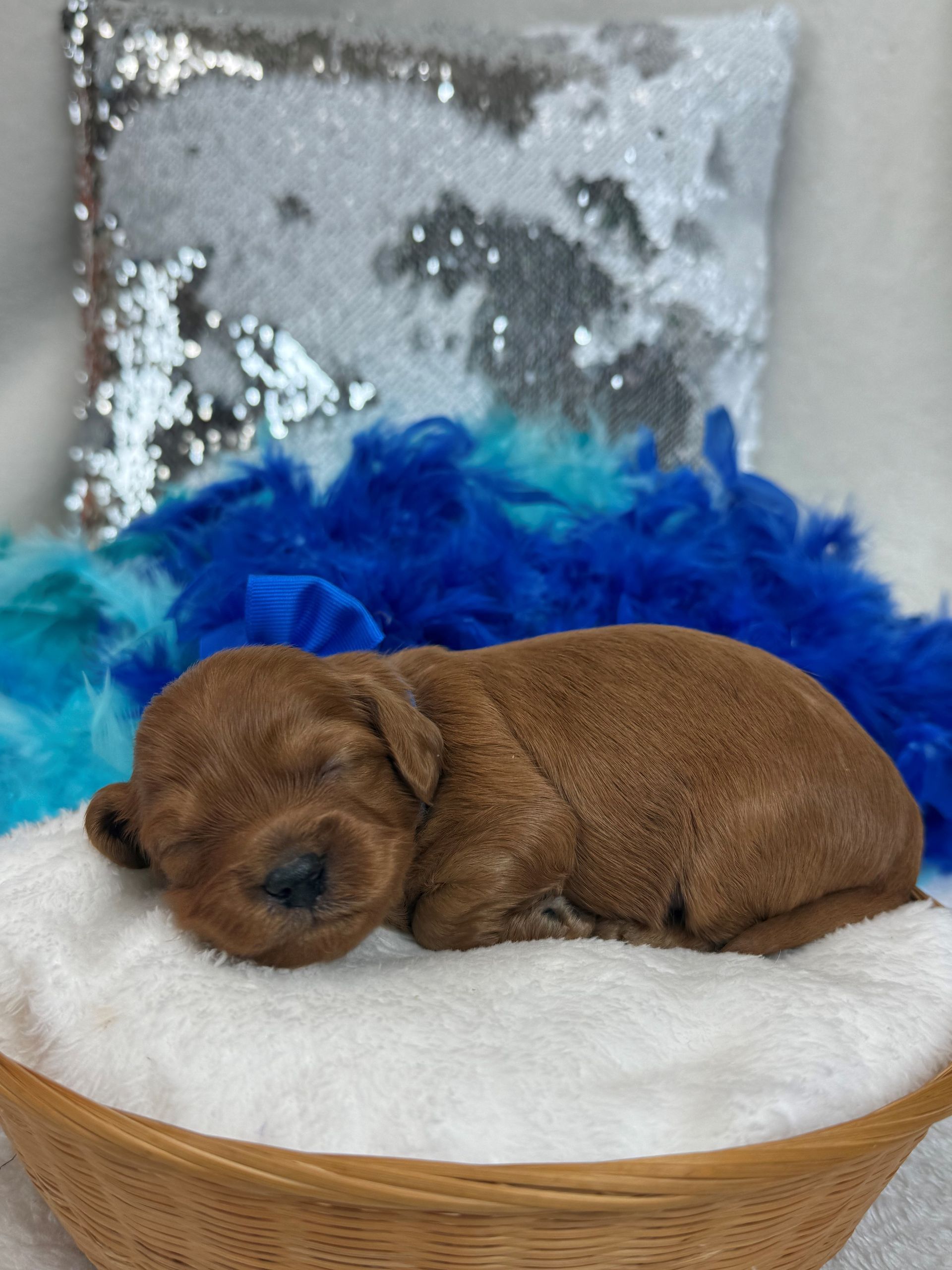 Mini Goldendoodle puppies for sale near San Antonio Texas