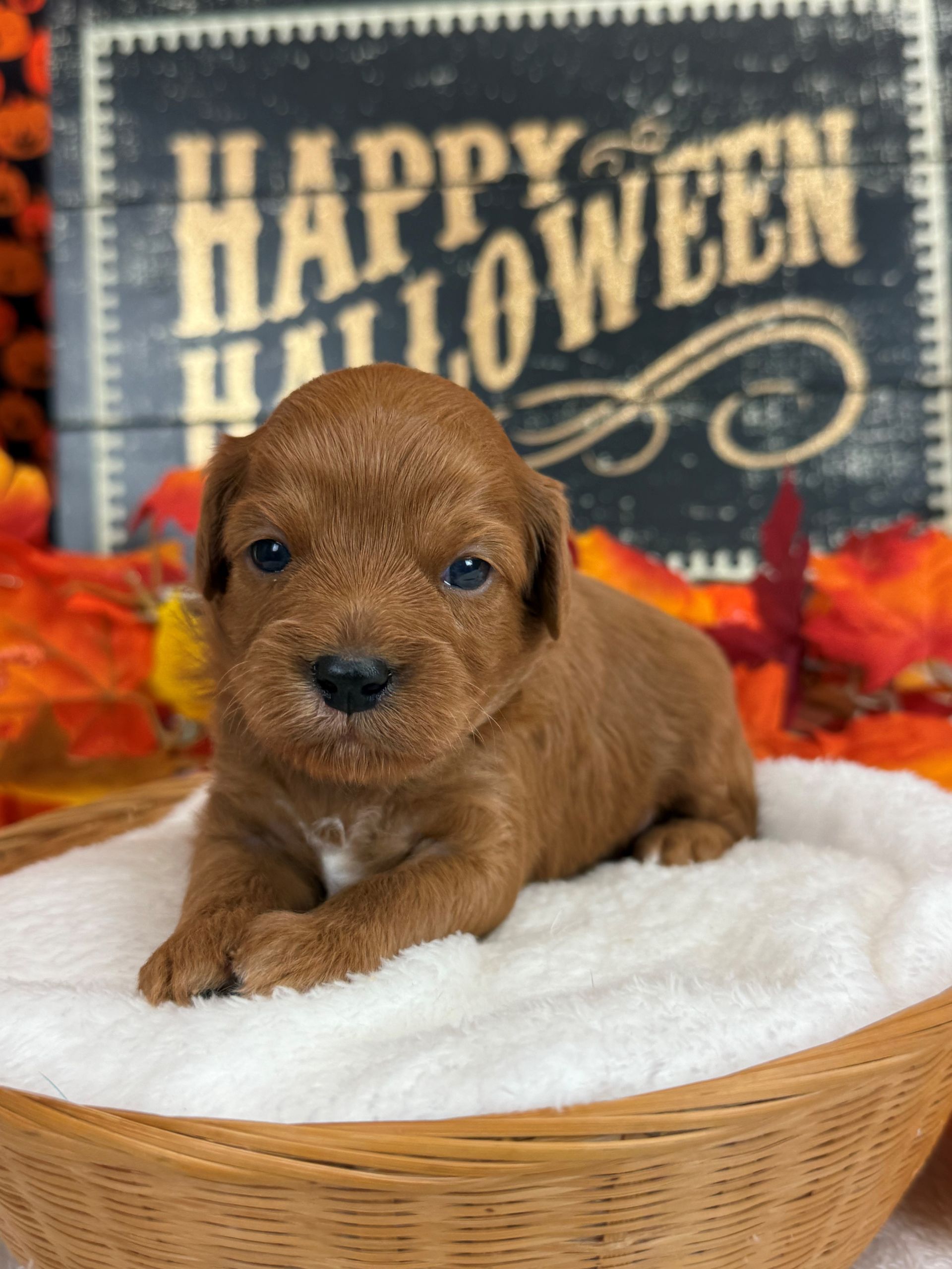 Goldendoodle puppies for sale Fort Worth Texas breeder listings