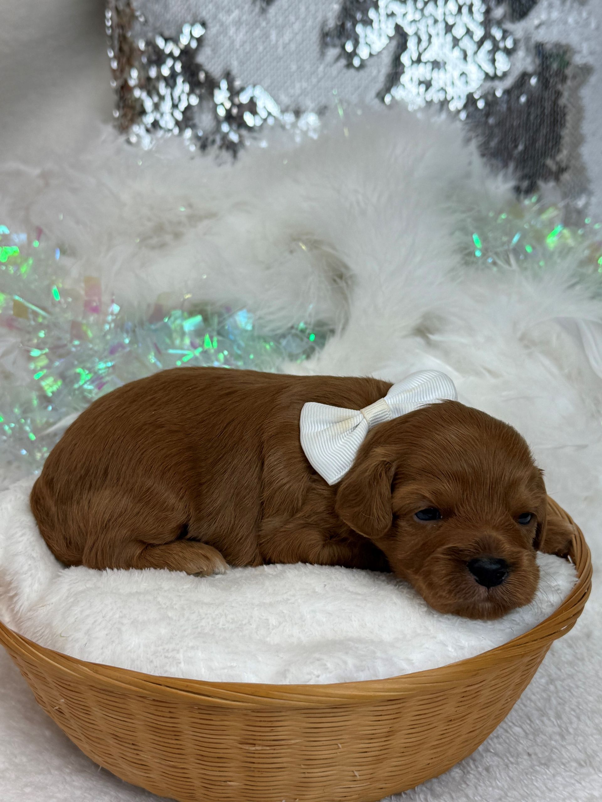 Mini Goldendoodle puppies for sale near San Antonio Texas