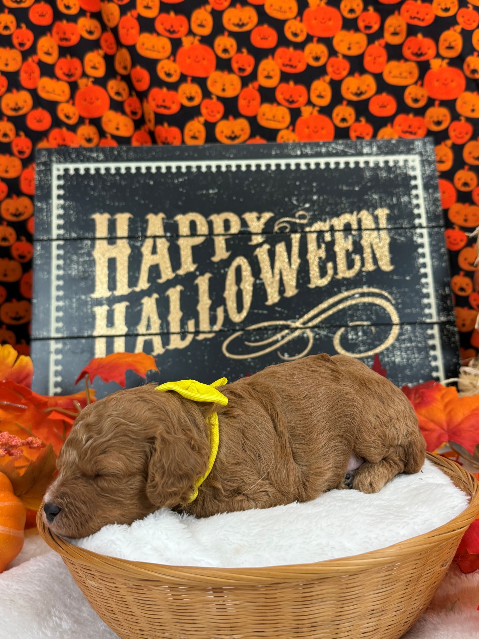 Goldendoodle puppies for sale Fort Worth Texas breeder listings