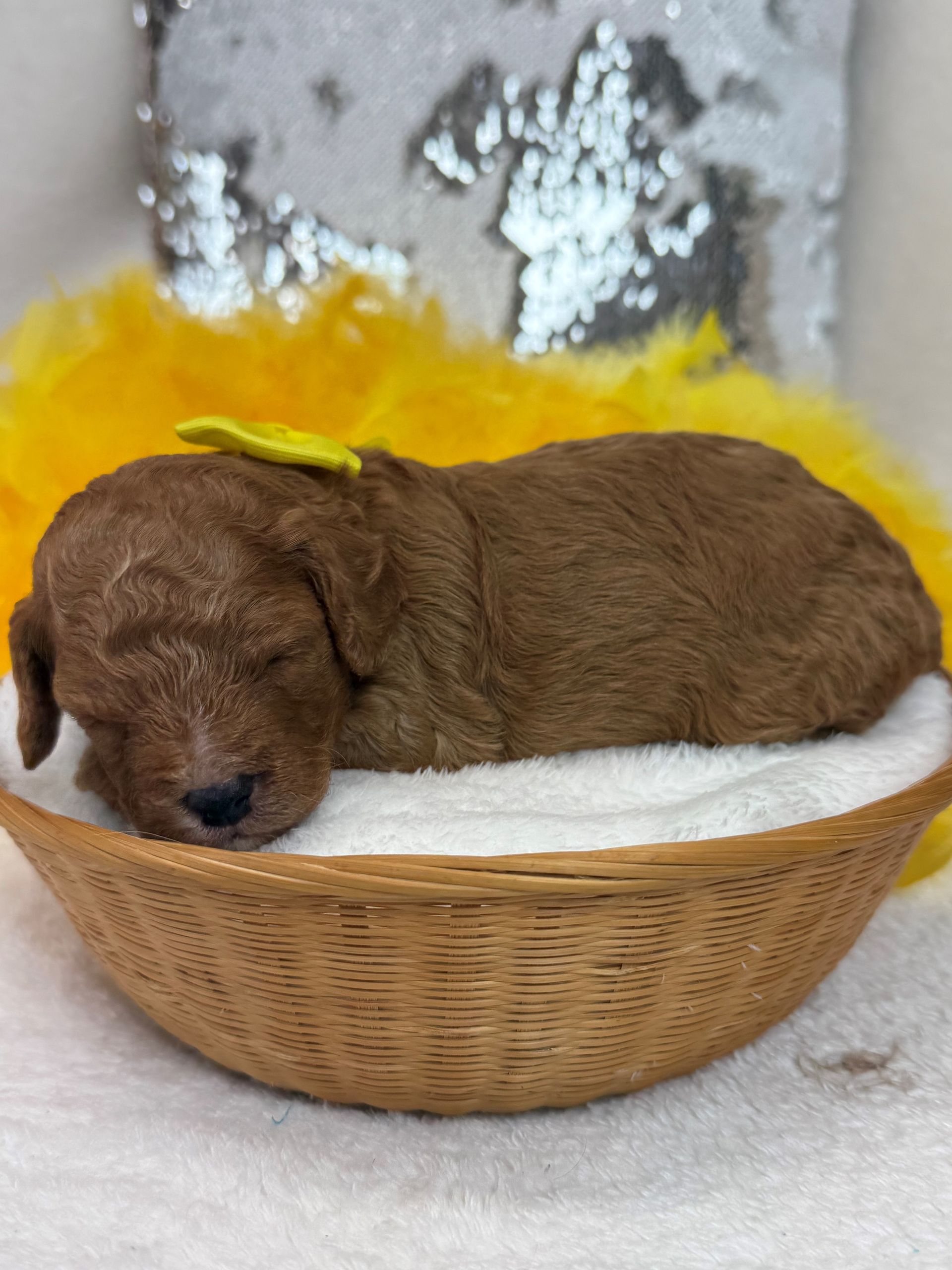 Mini Goldendoodle puppies for sale near San Antonio Texas