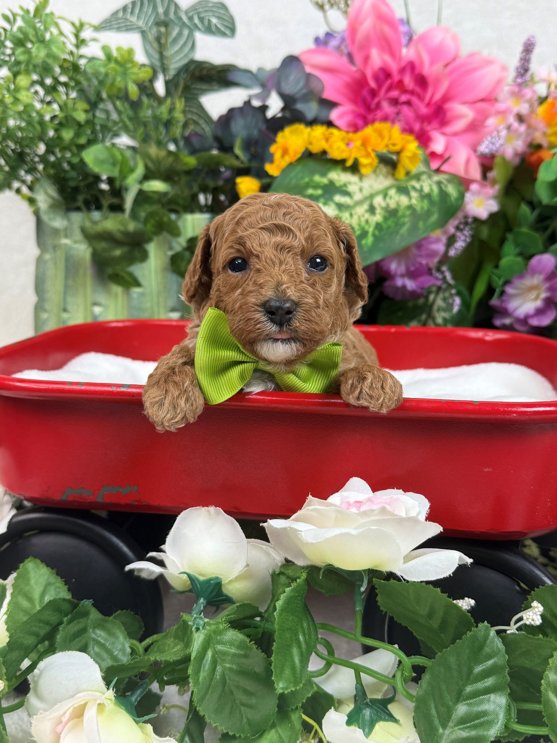 Goldendoodle puppies for sale Fort Worth Texas breeder listings