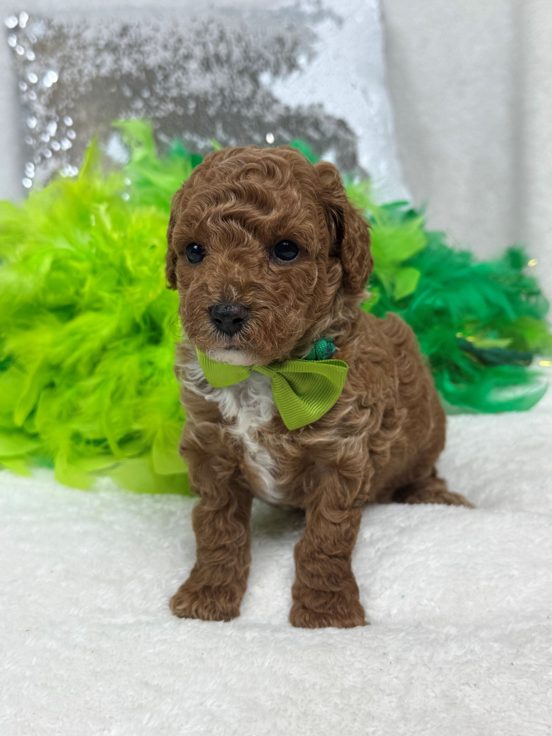 Mini Goldendoodle puppies for sale near San Antonio Texas
