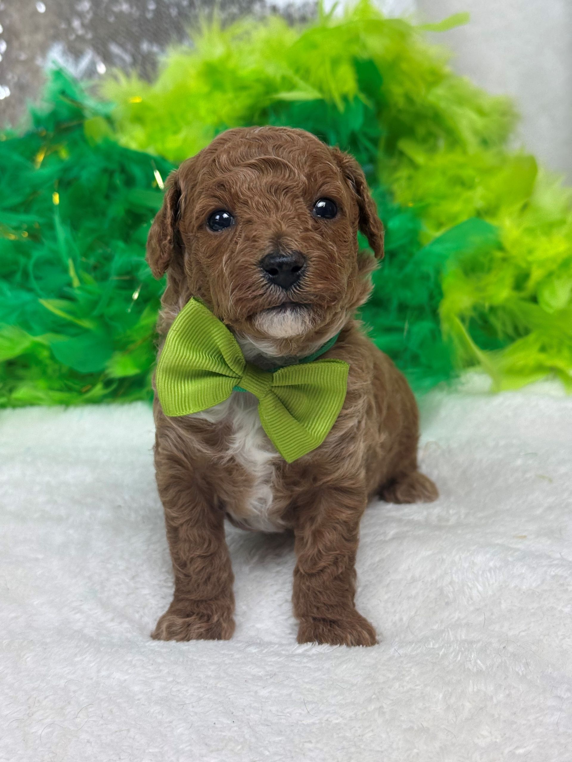 Mini Goldendoodle puppies for sale near San Antonio Texas