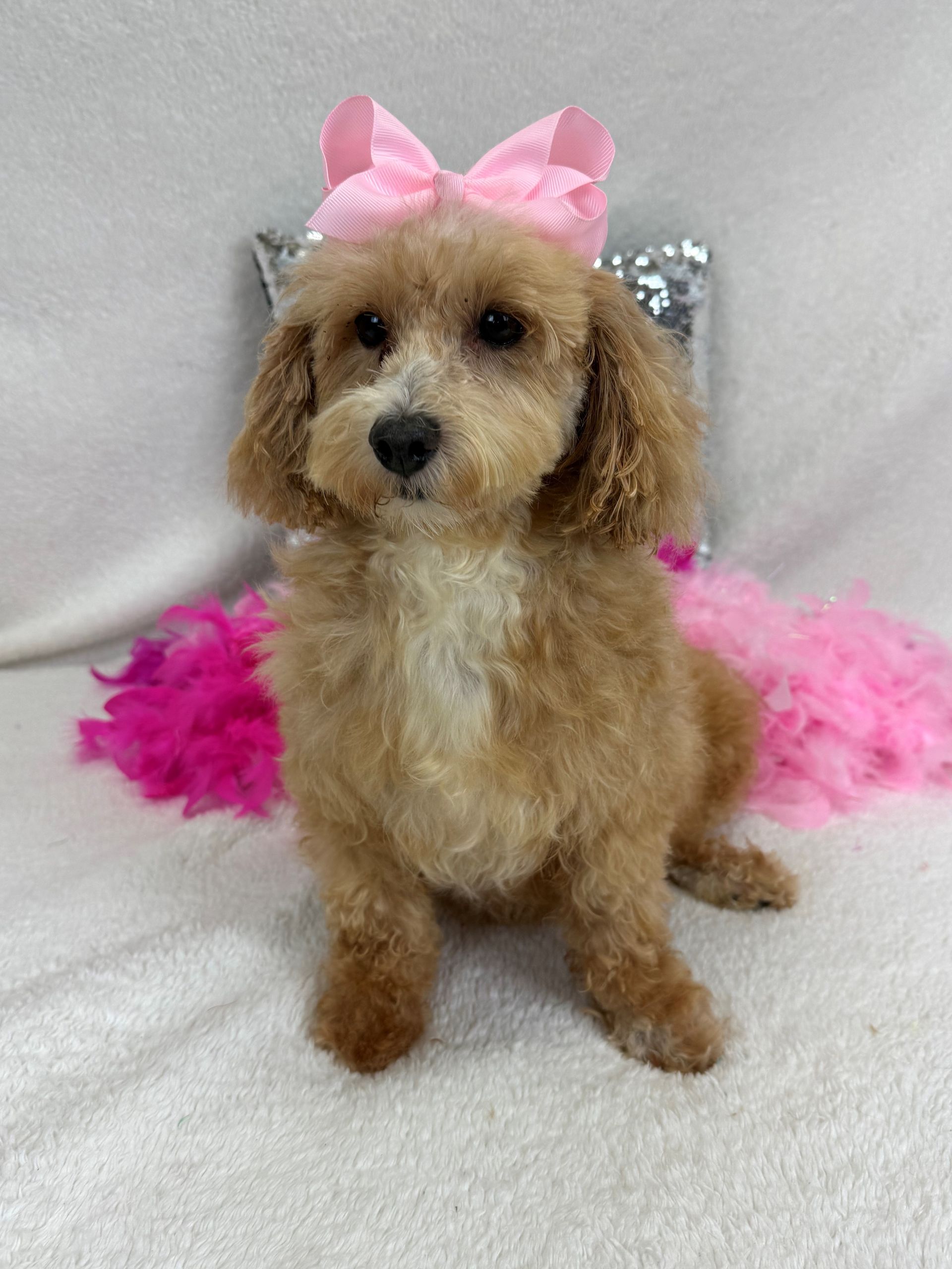 Healthy puppies for sale in Texas from trusted breeder