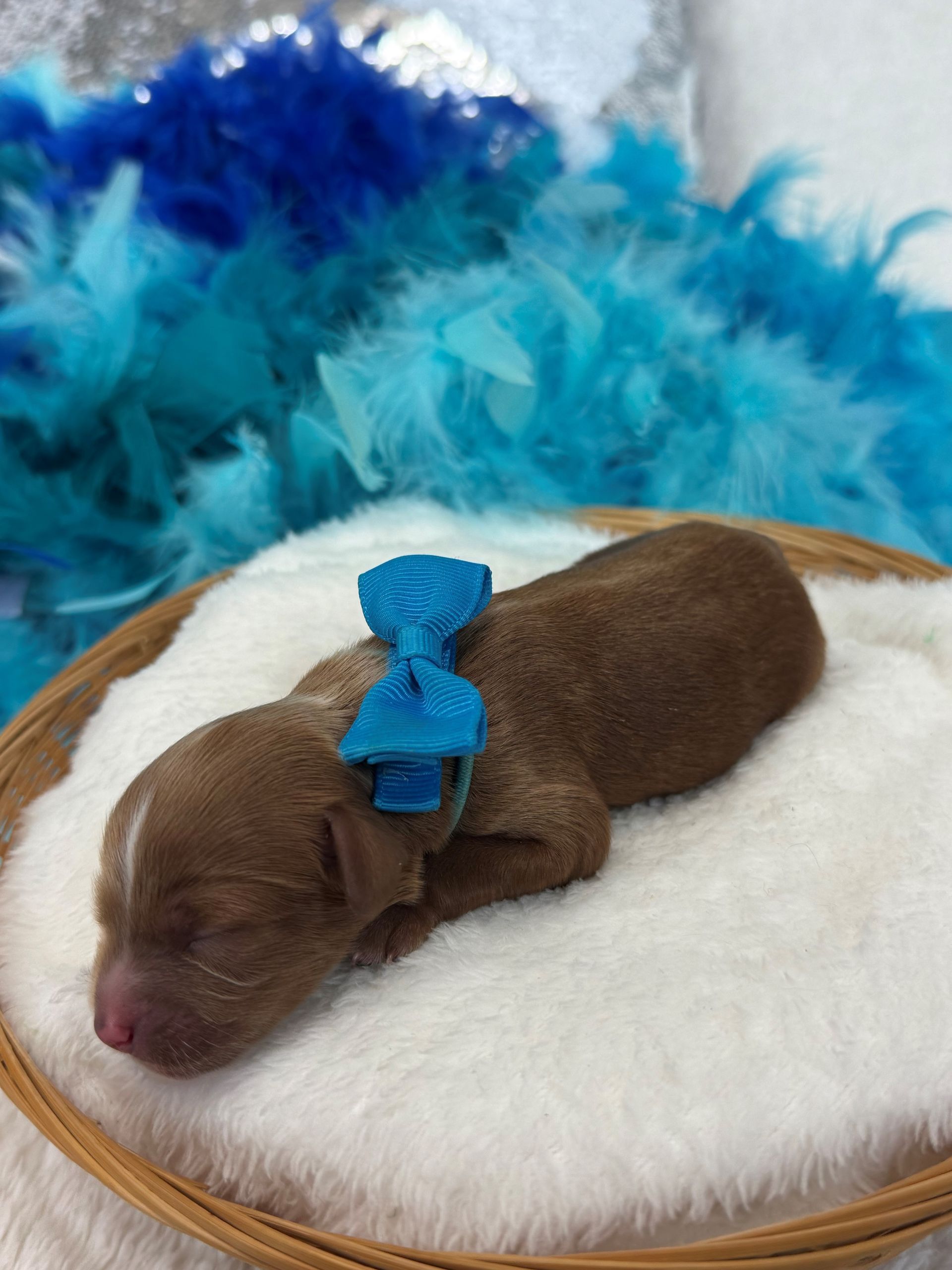 Mini Goldendoodle puppies for sale near San Antonio Texas