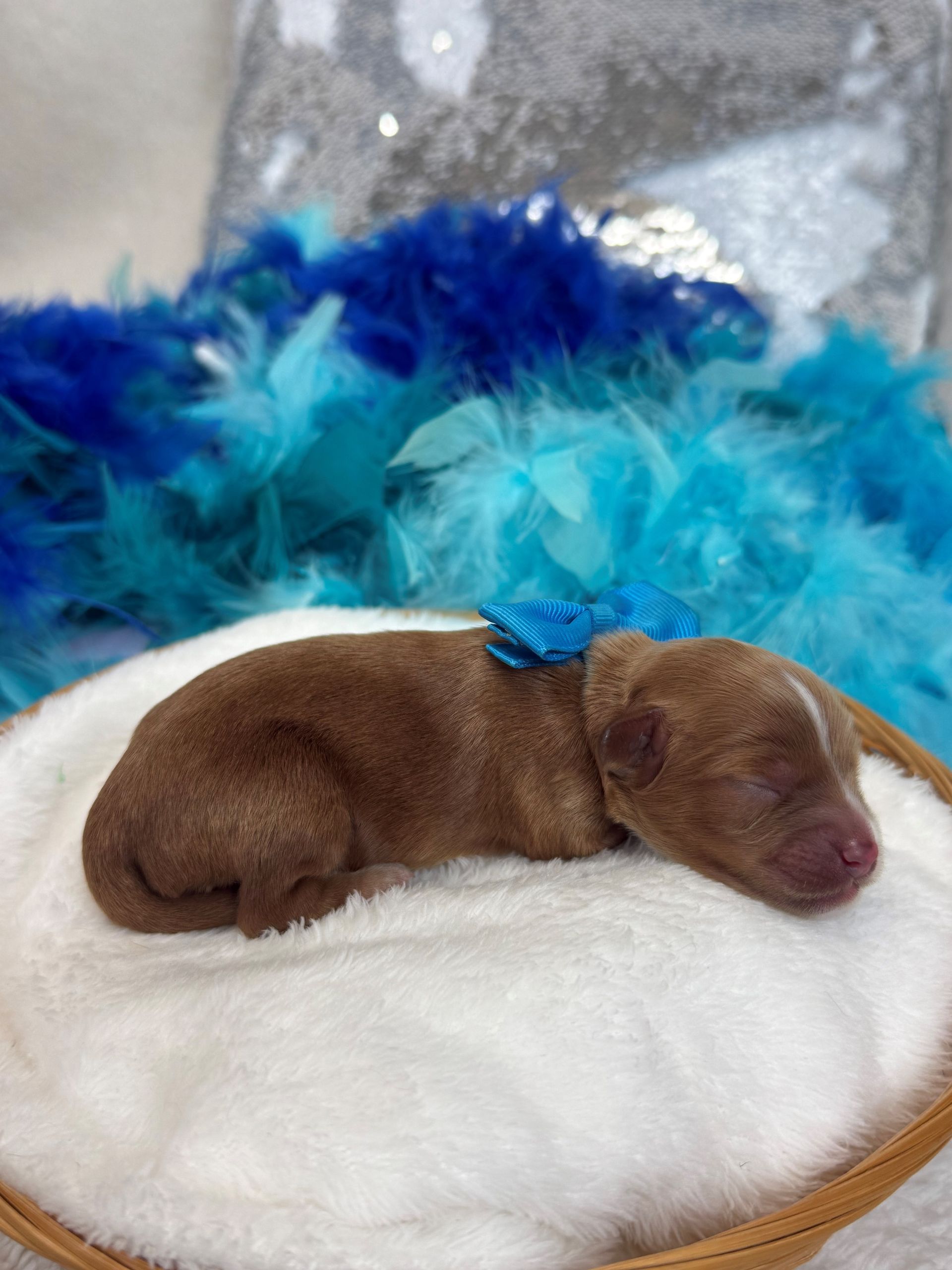 Goldendoodle puppies for sale Fort Worth Texas breeder listings