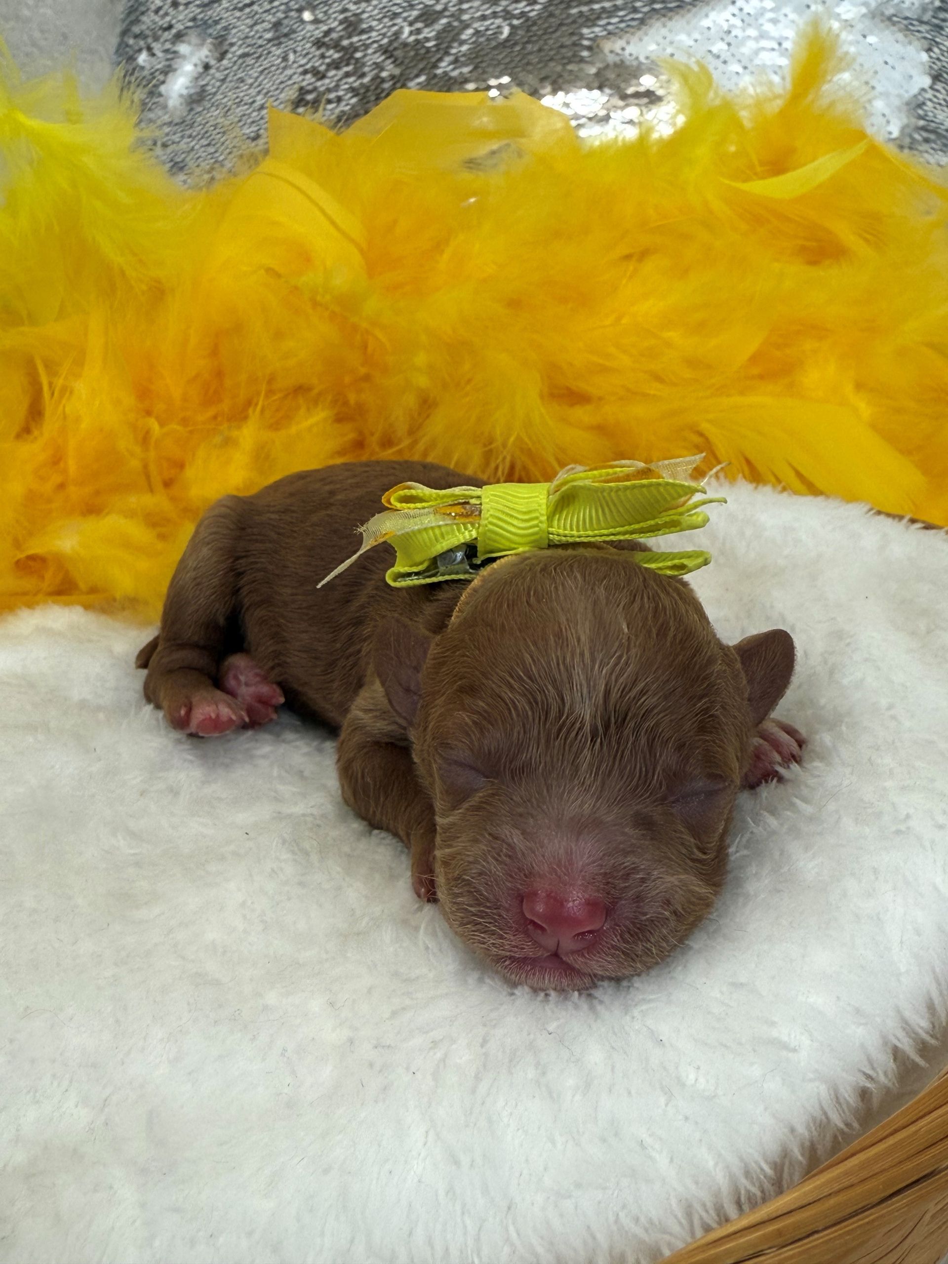 Goldendoodle puppies for sale Fort Worth Texas breeder listings
