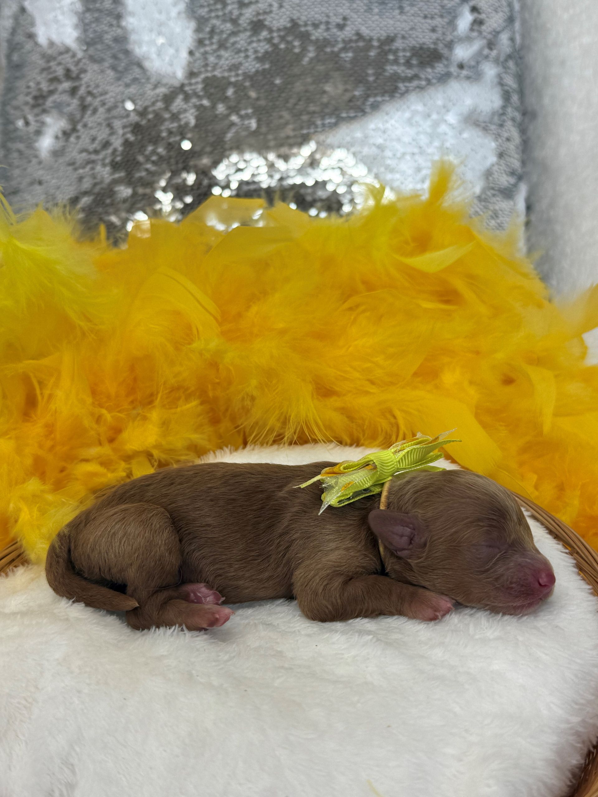 Mini Goldendoodle puppies for sale near San Antonio Texas