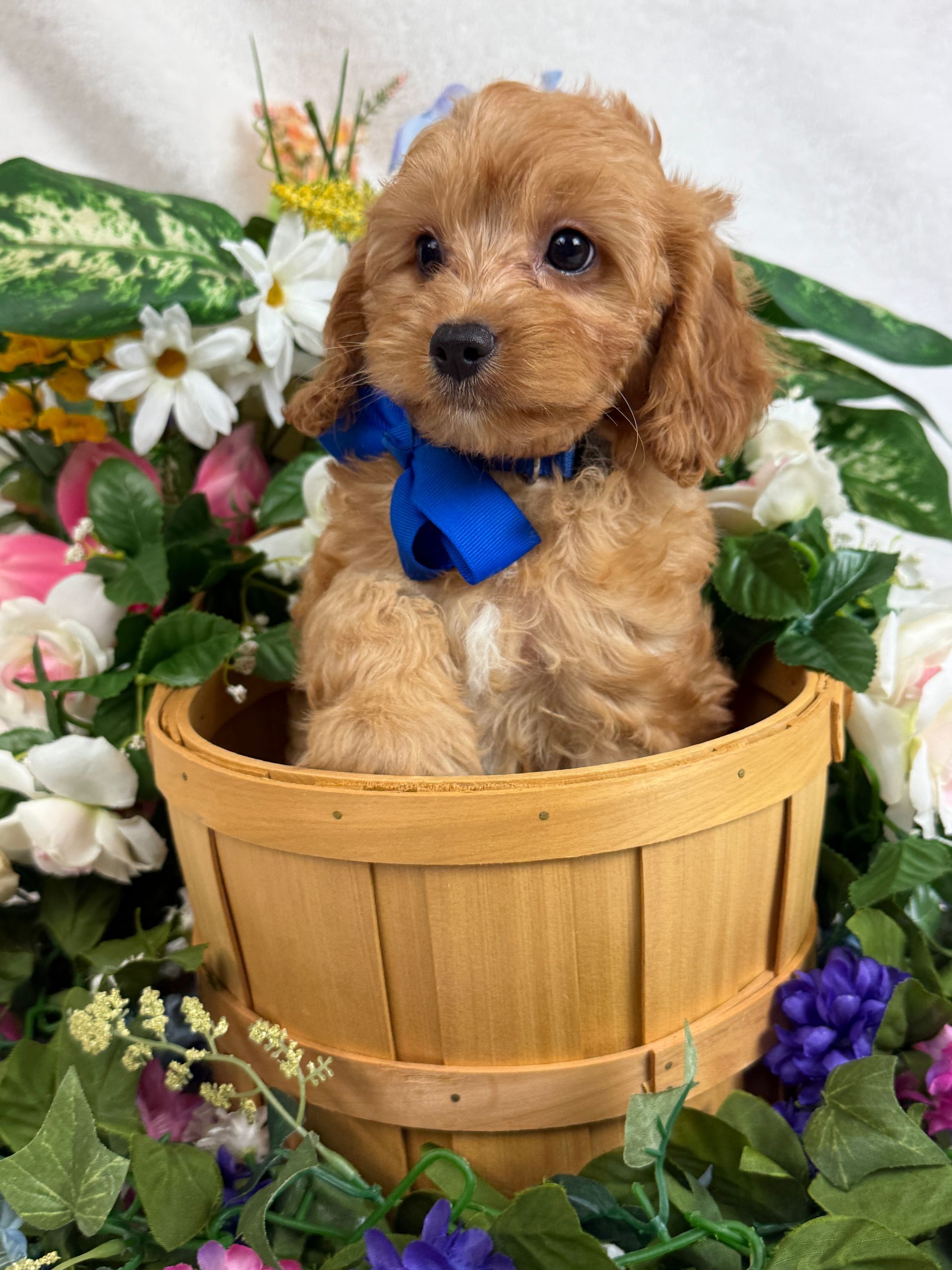 Cavapoo puppies for sale Fort Worth Texas breeder listings