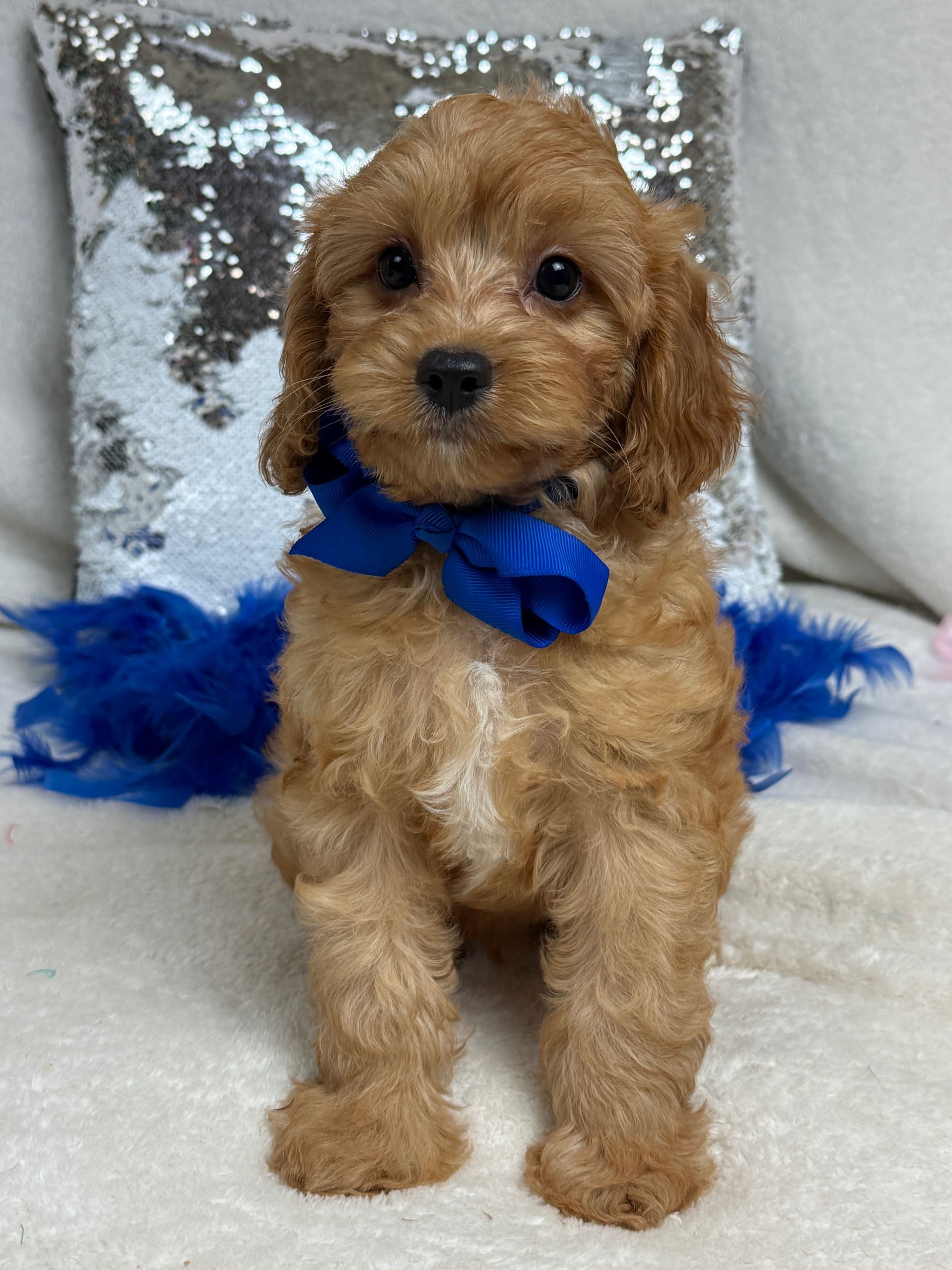 Cavapoo puppies for sale near San Antonio Texas