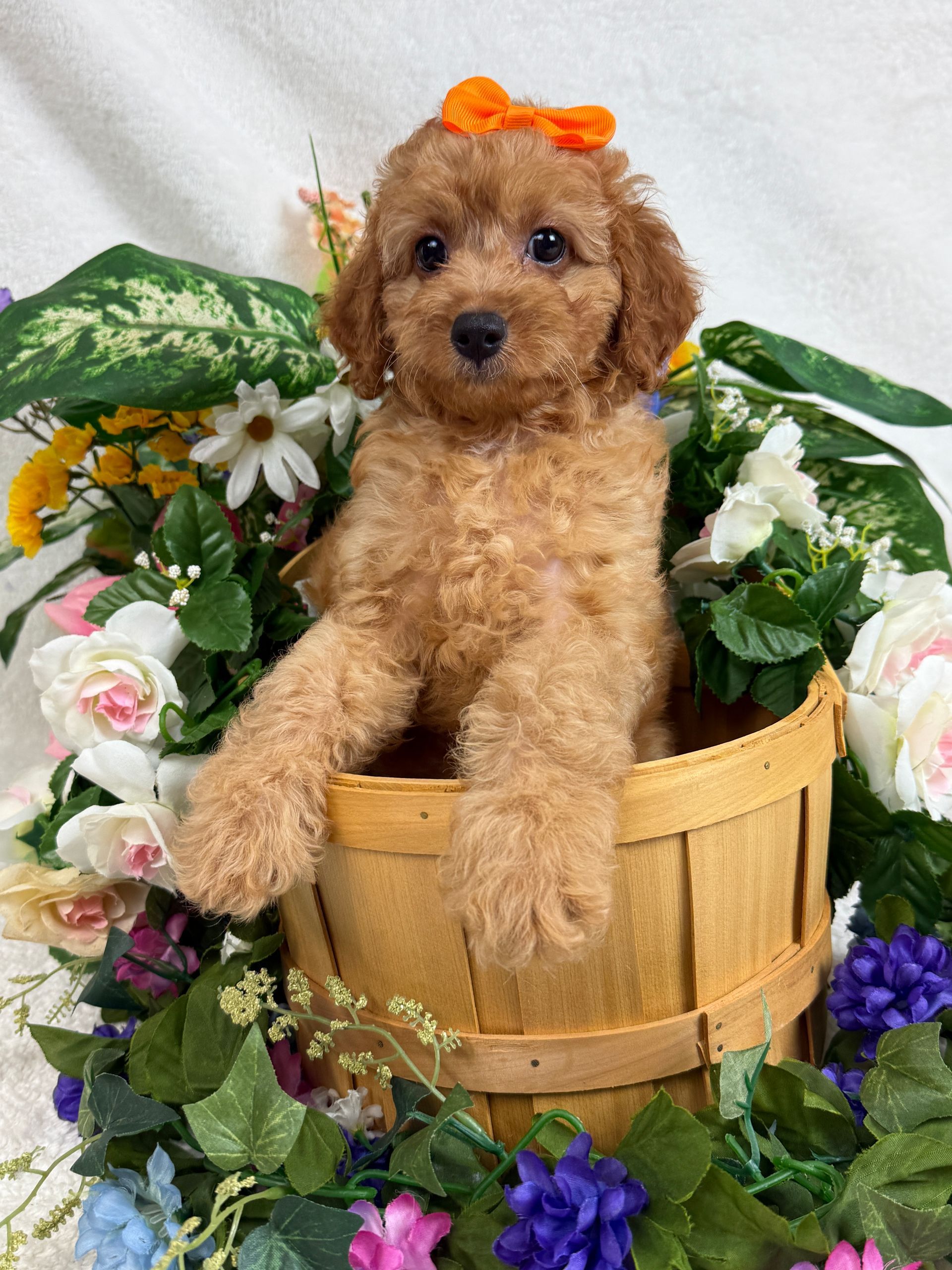 Cavapoo puppies for sale Fort Worth Texas breeder listings