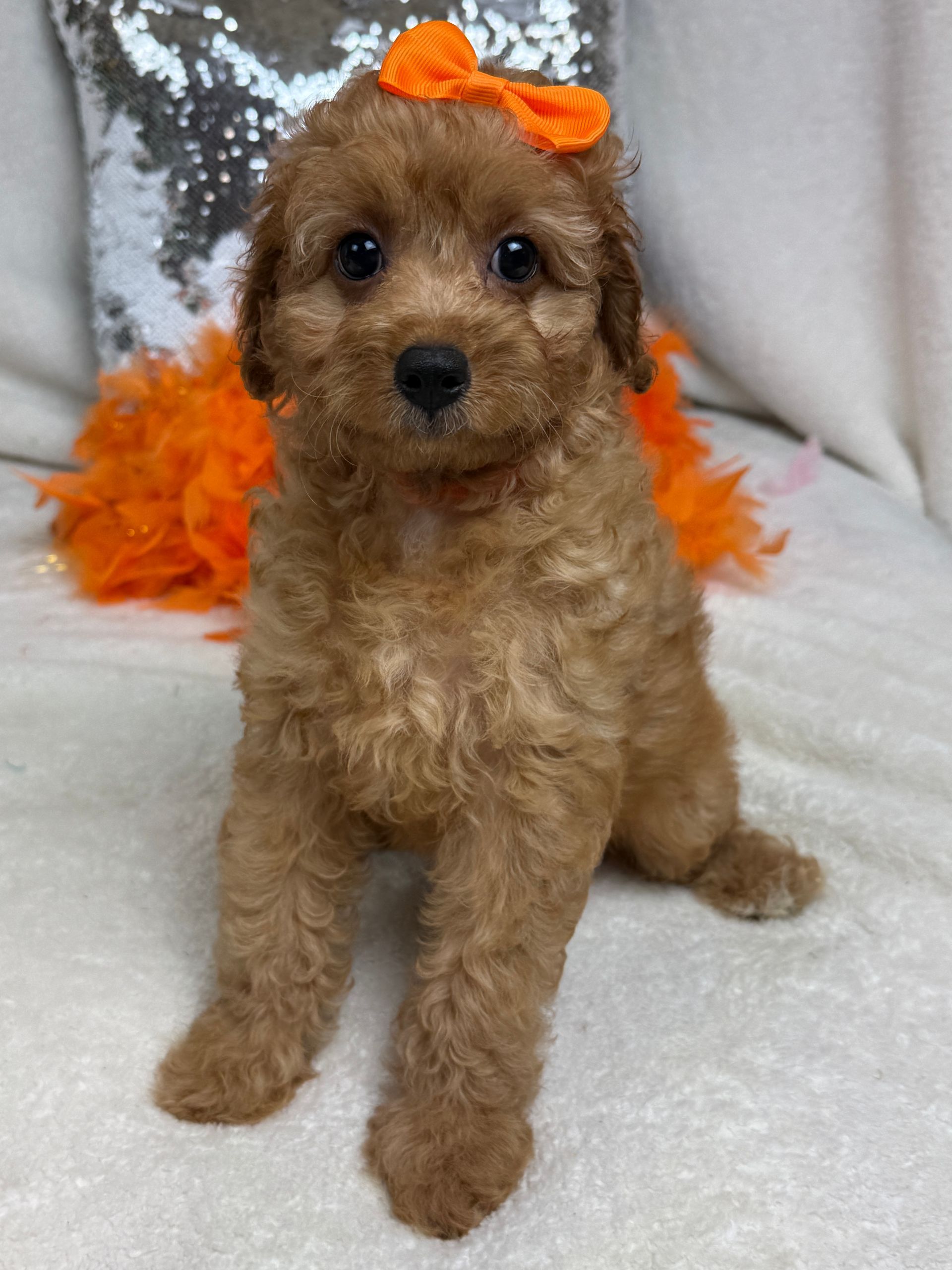 Cavapoo puppies for sale near San Antonio Texas