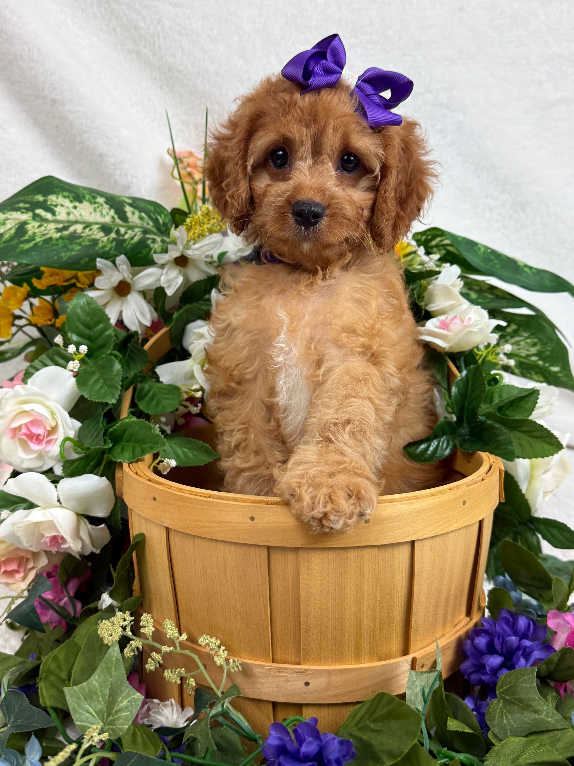 Cavapoo puppies for sale Fort Worth Texas breeder listings