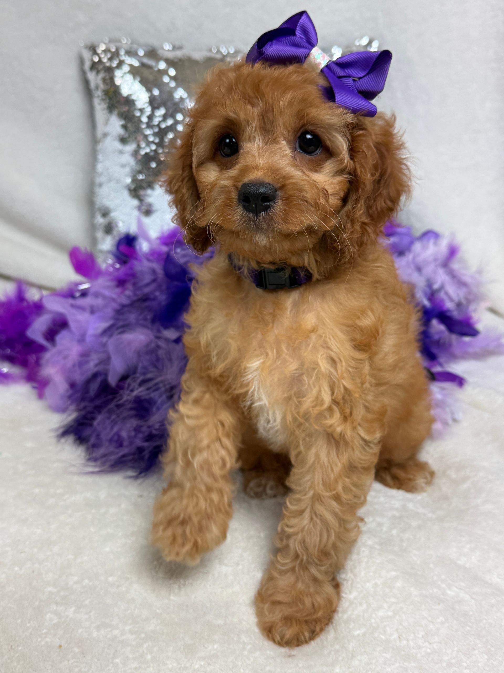 Cavapoo puppies for sale near San Antonio Texas