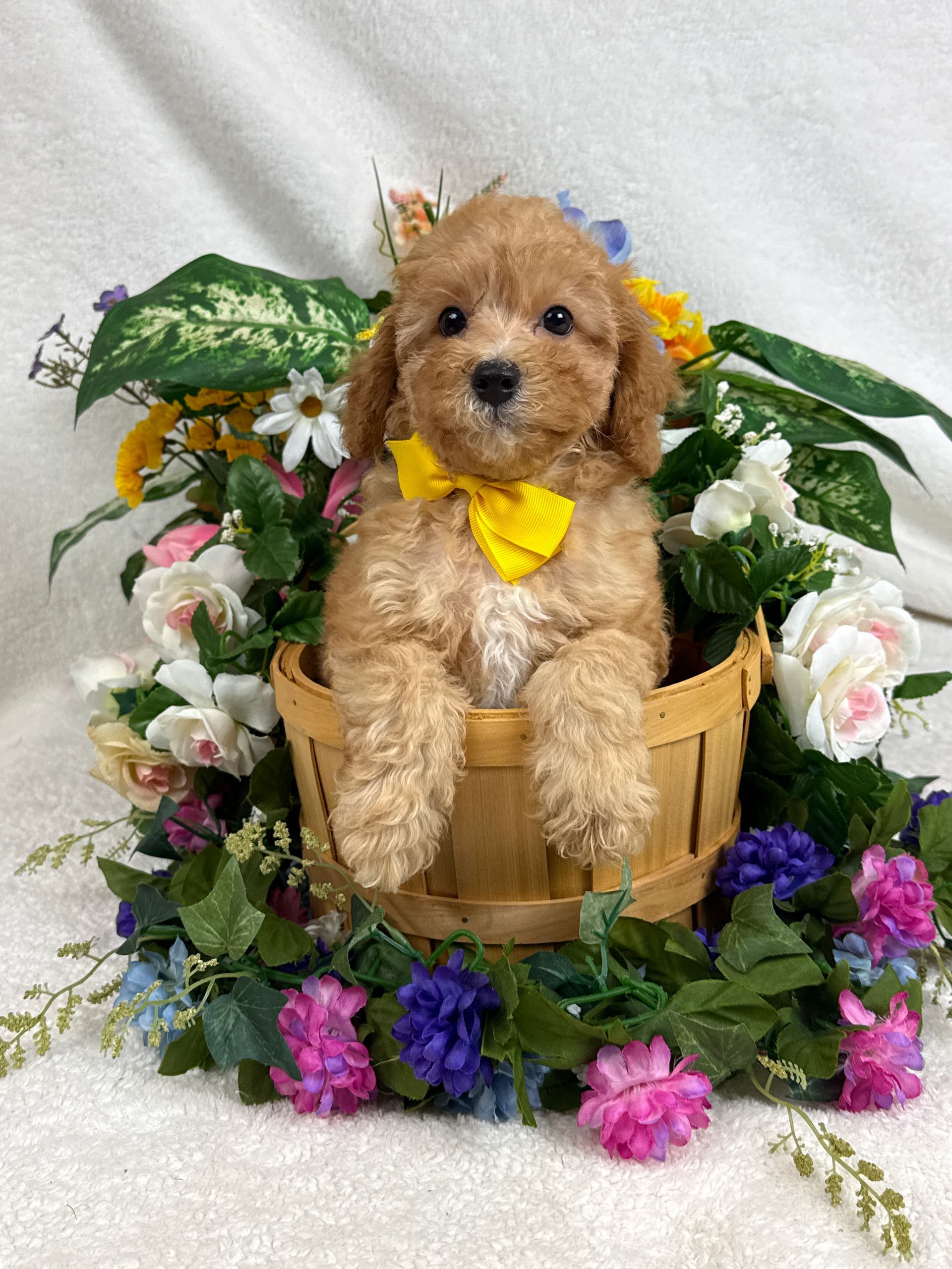 Cavapoo puppies for sale Fort Worth Texas breeder listings