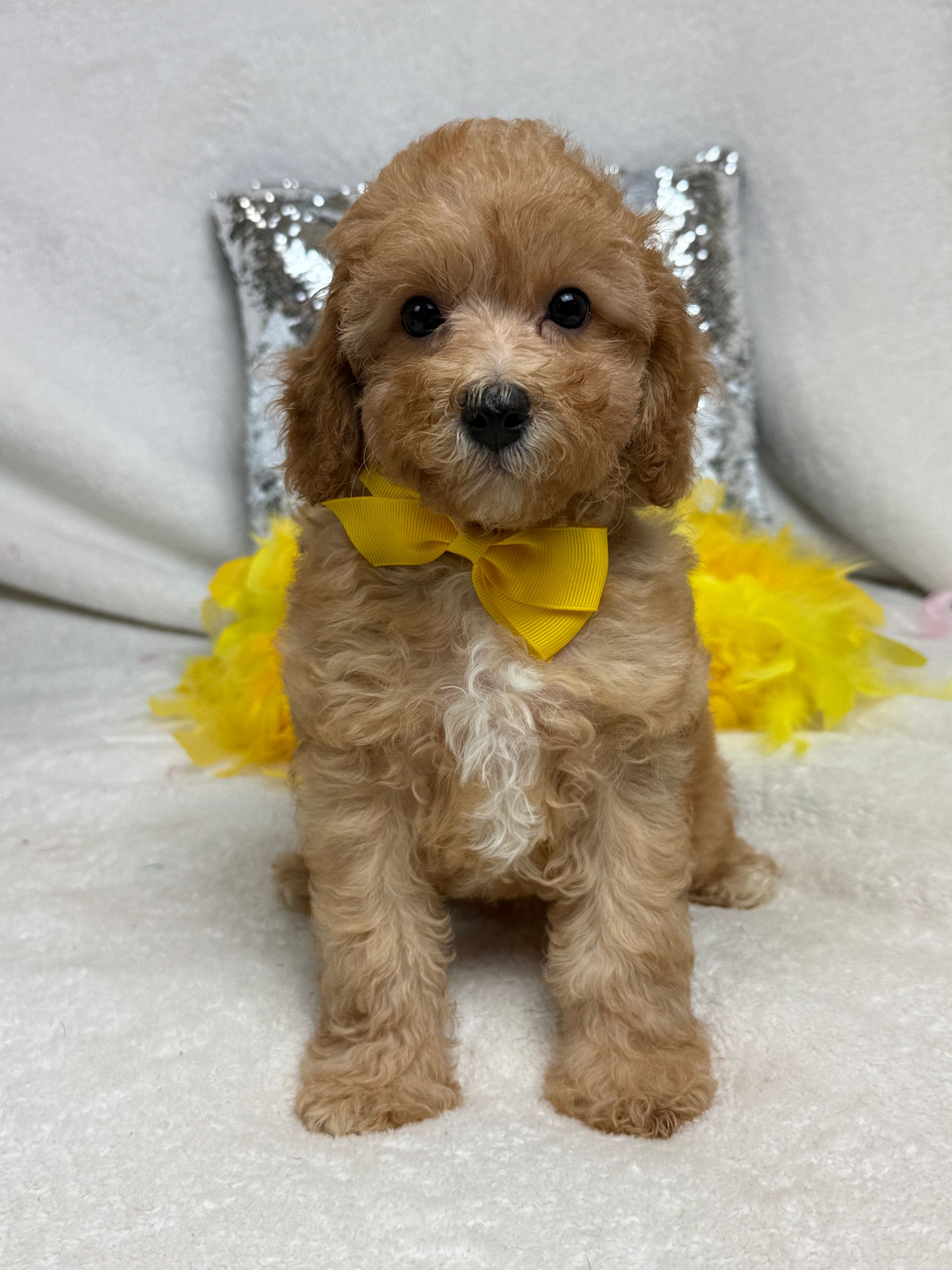 Cavapoo puppies for sale near San Antonio Texas