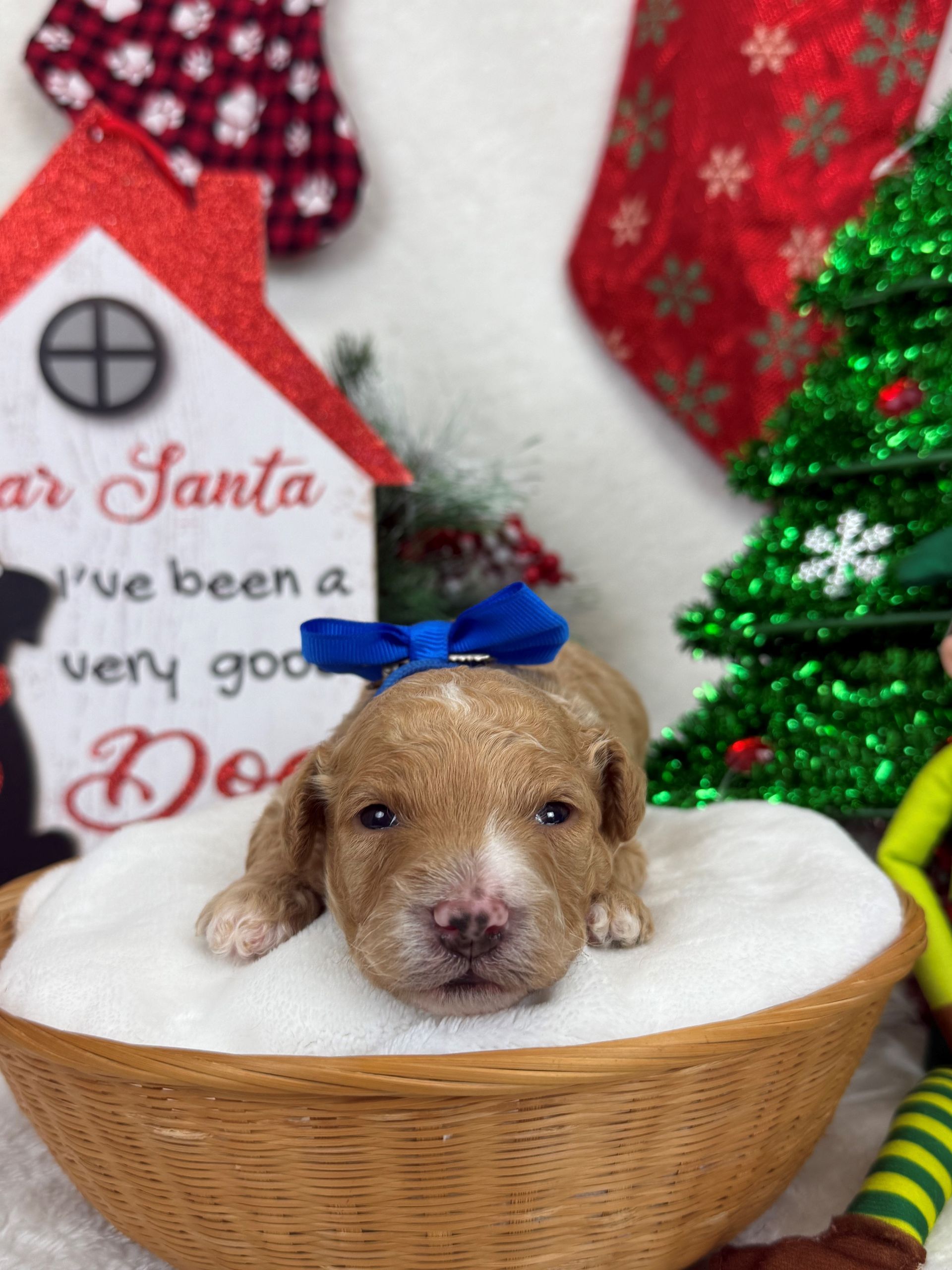 Goldendoodle puppies for sale Fort Worth Texas breeder listings