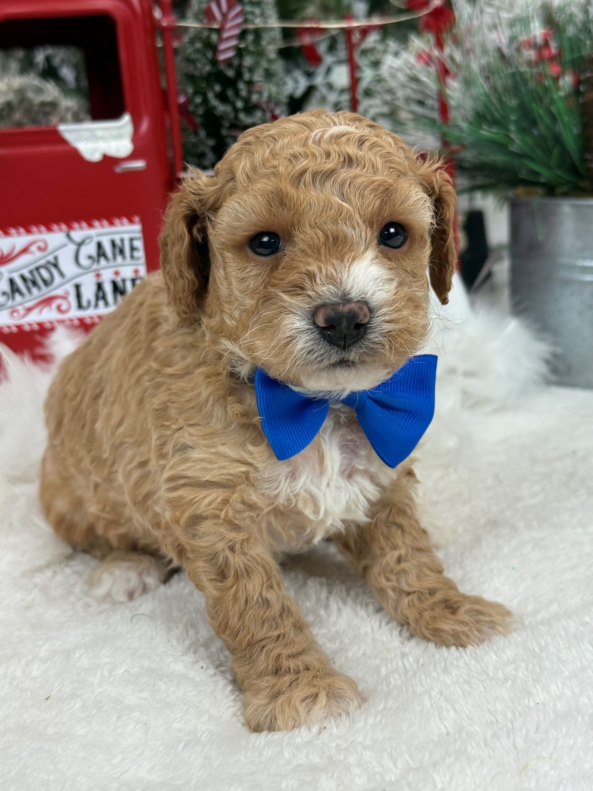 Goldendoodle puppies for sale Fort Worth Texas breeder listings