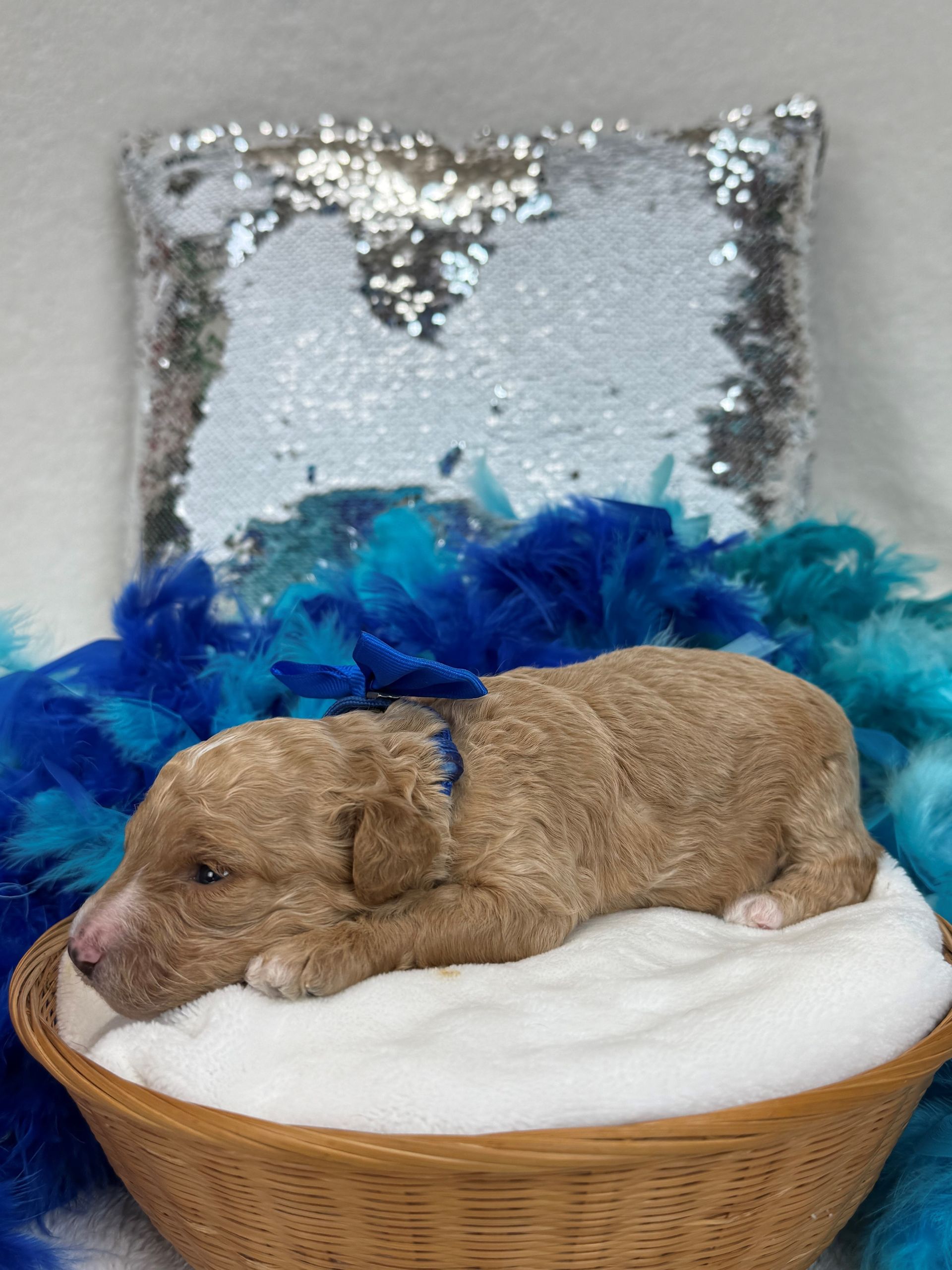 Mini Goldendoodle puppies for sale near San Antonio Texas