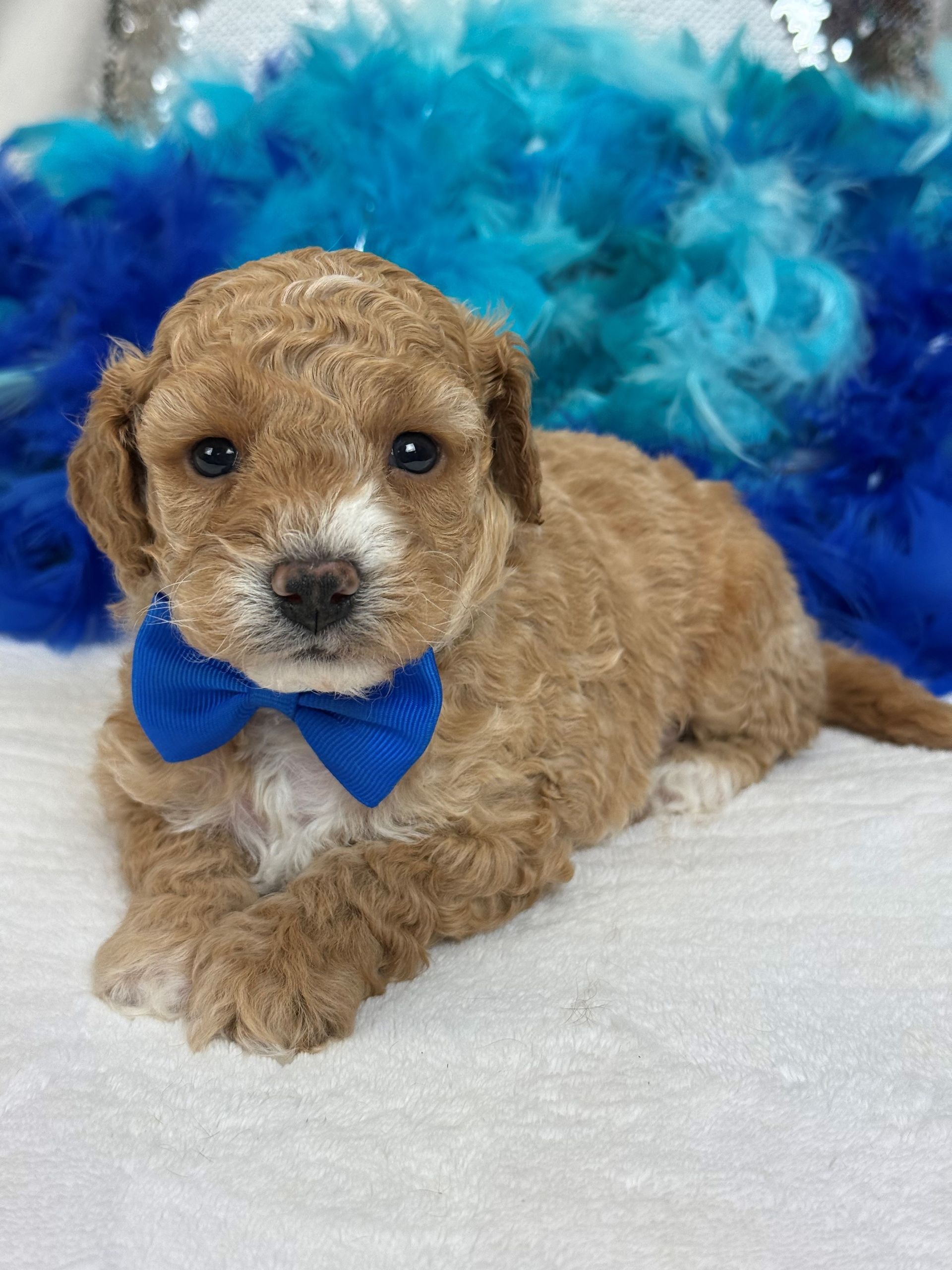 Mini Goldendoodle puppies for sale near San Antonio Texas