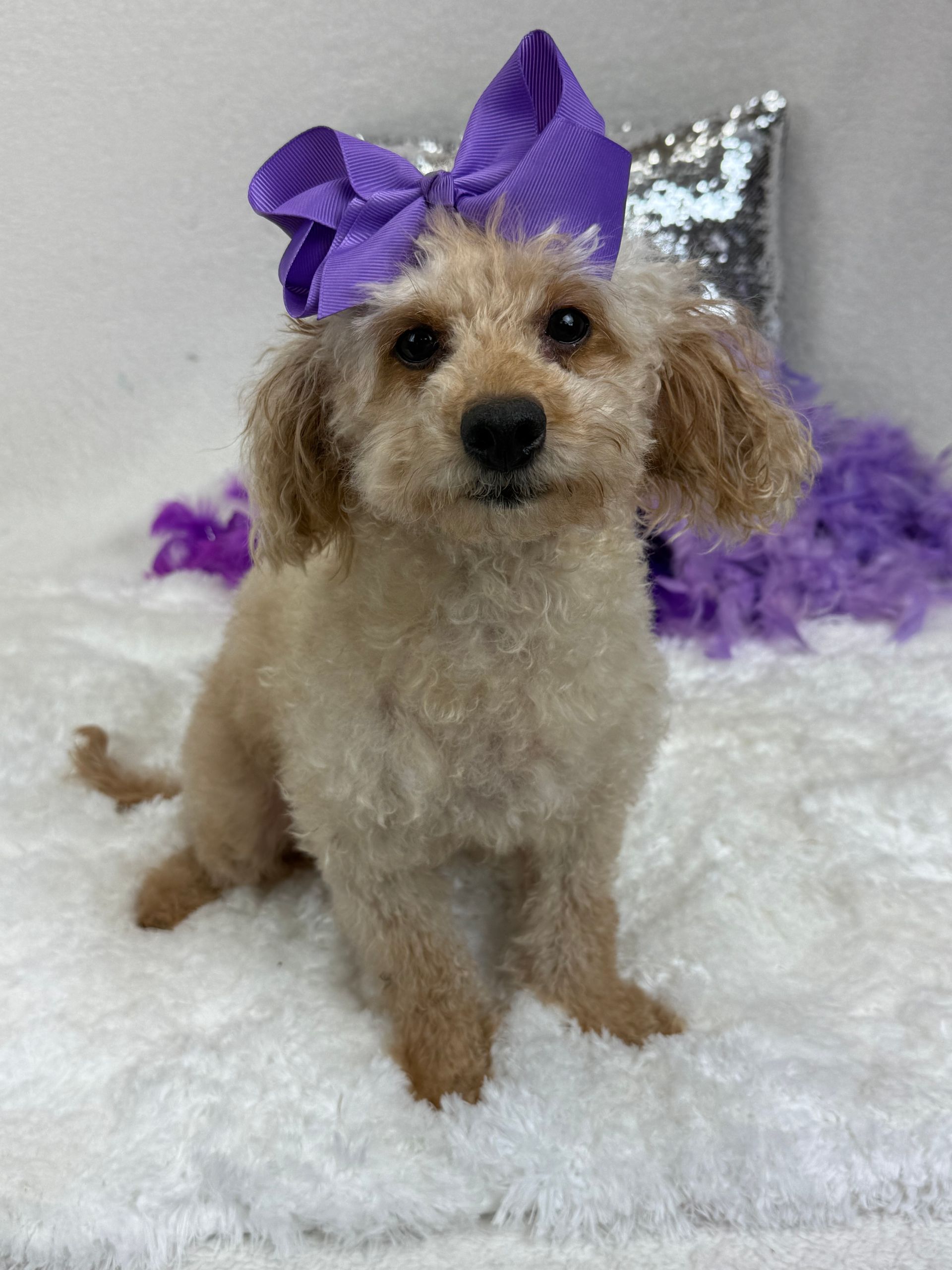 Healthy puppies for sale in Texas from trusted breeder