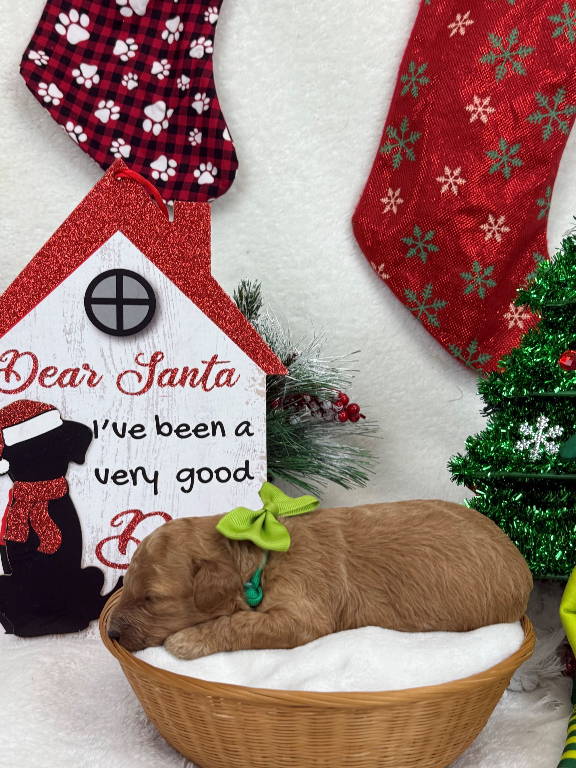 Goldendoodle puppies for sale Fort Worth Texas breeder listings