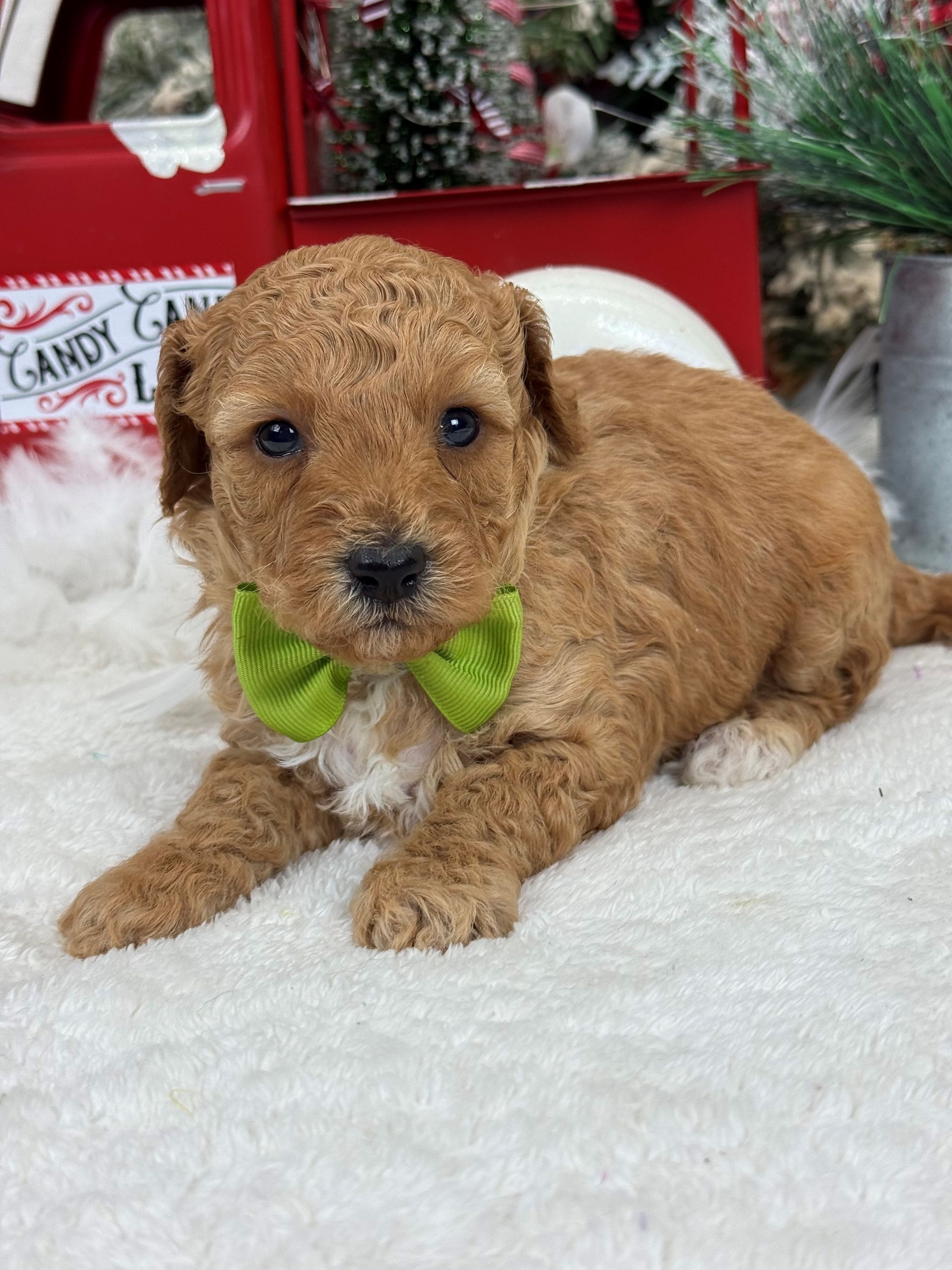 Goldendoodle puppies for sale Fort Worth Texas breeder listings