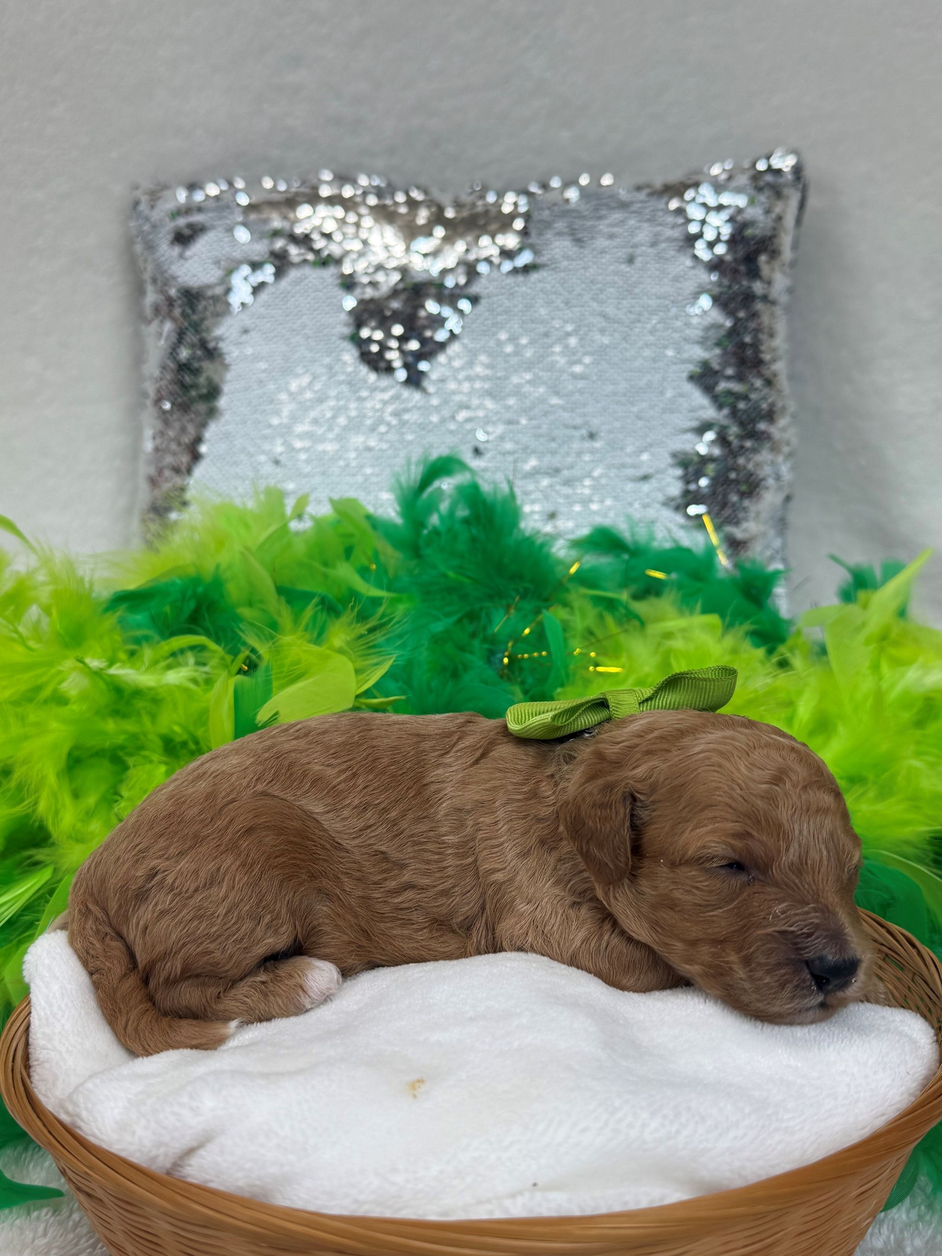 Mini Goldendoodle puppies for sale near San Antonio Texas
