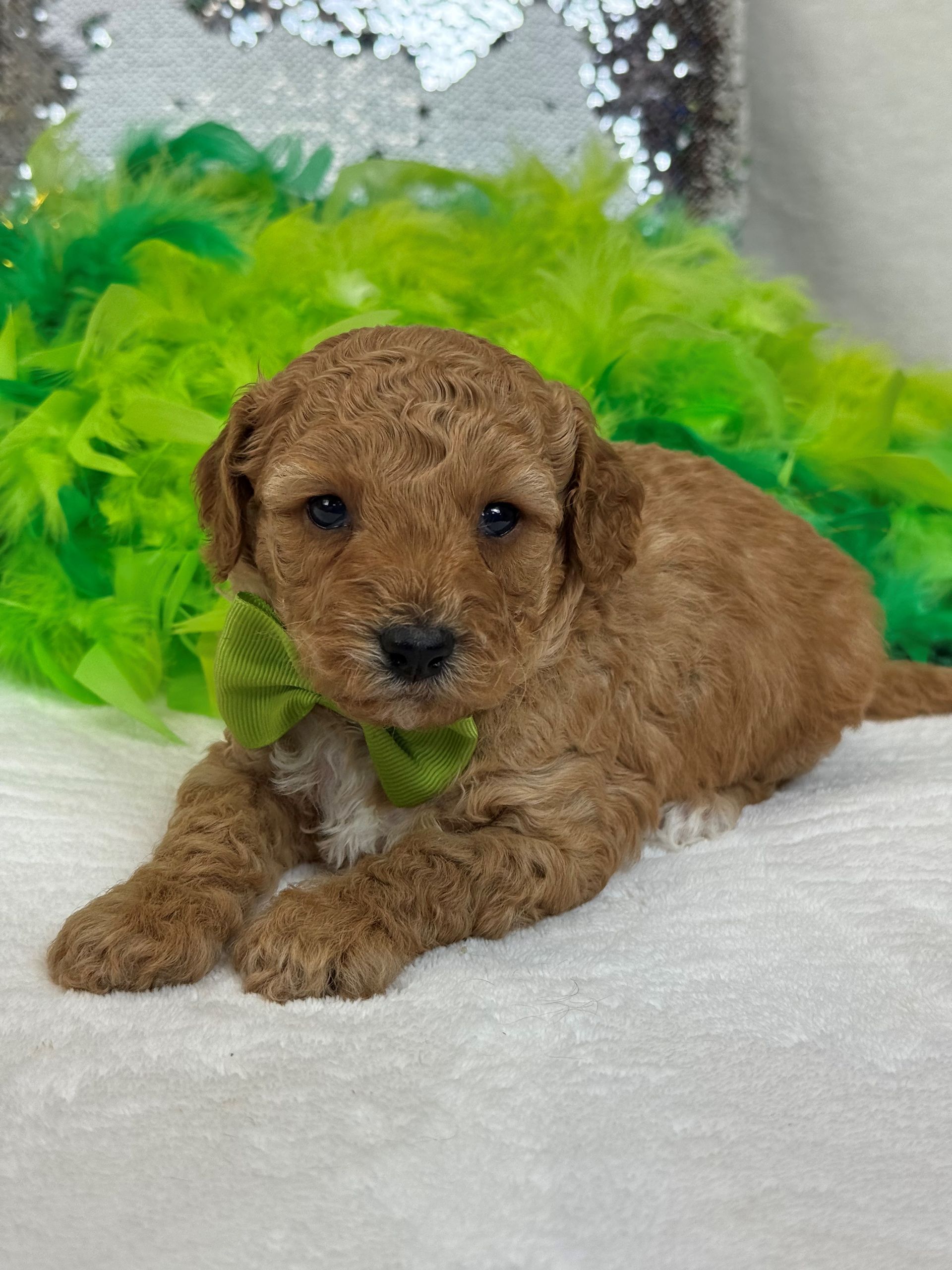 Mini Goldendoodle puppies for sale near San Antonio Texas