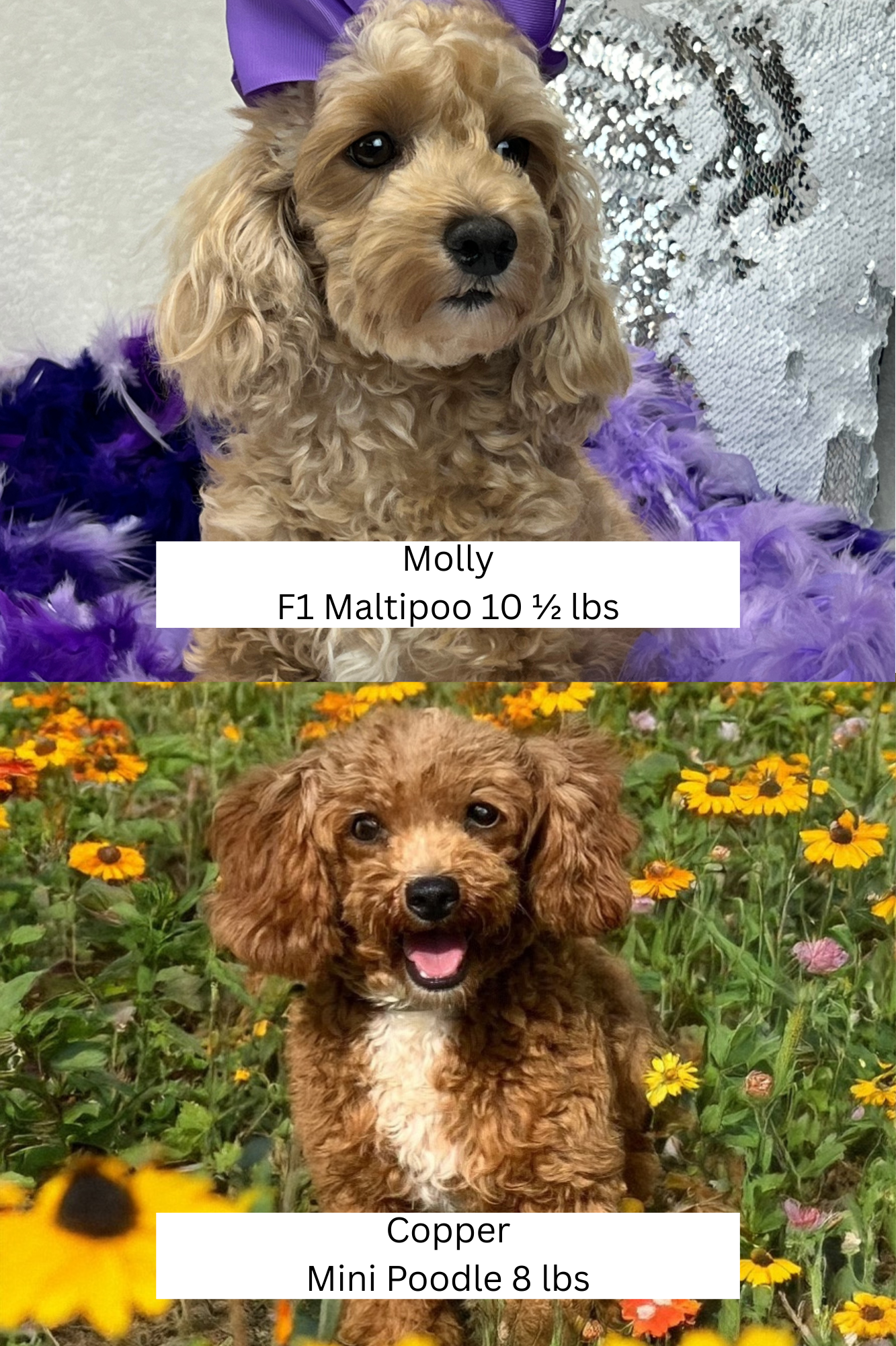 Cavapoo puppies for sale Dallas Fort Worth Texas listings