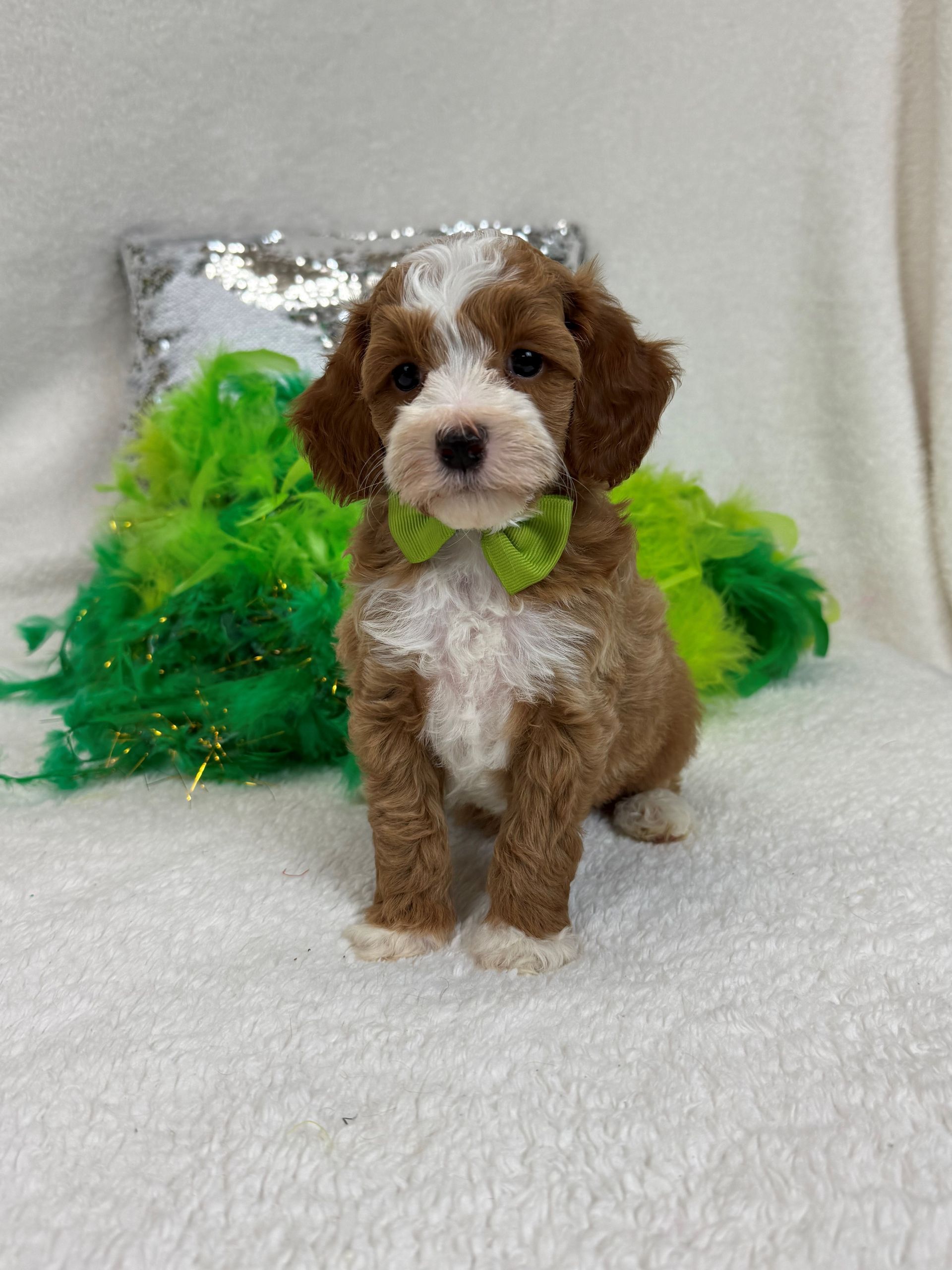 Texas Cavapoo breeder with healthy litters available