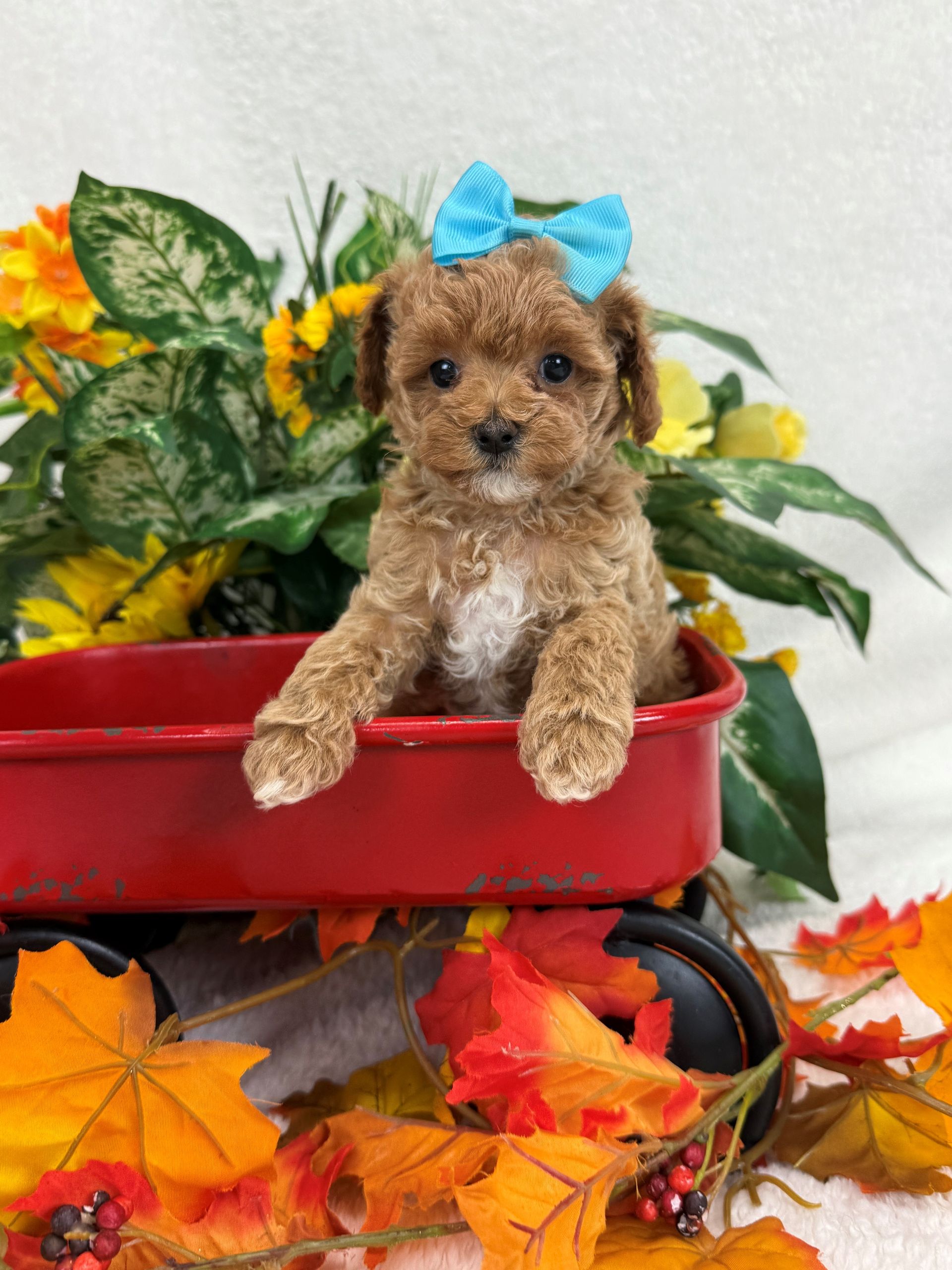 Teacup Maltipoo puppies for sale Texas ready now