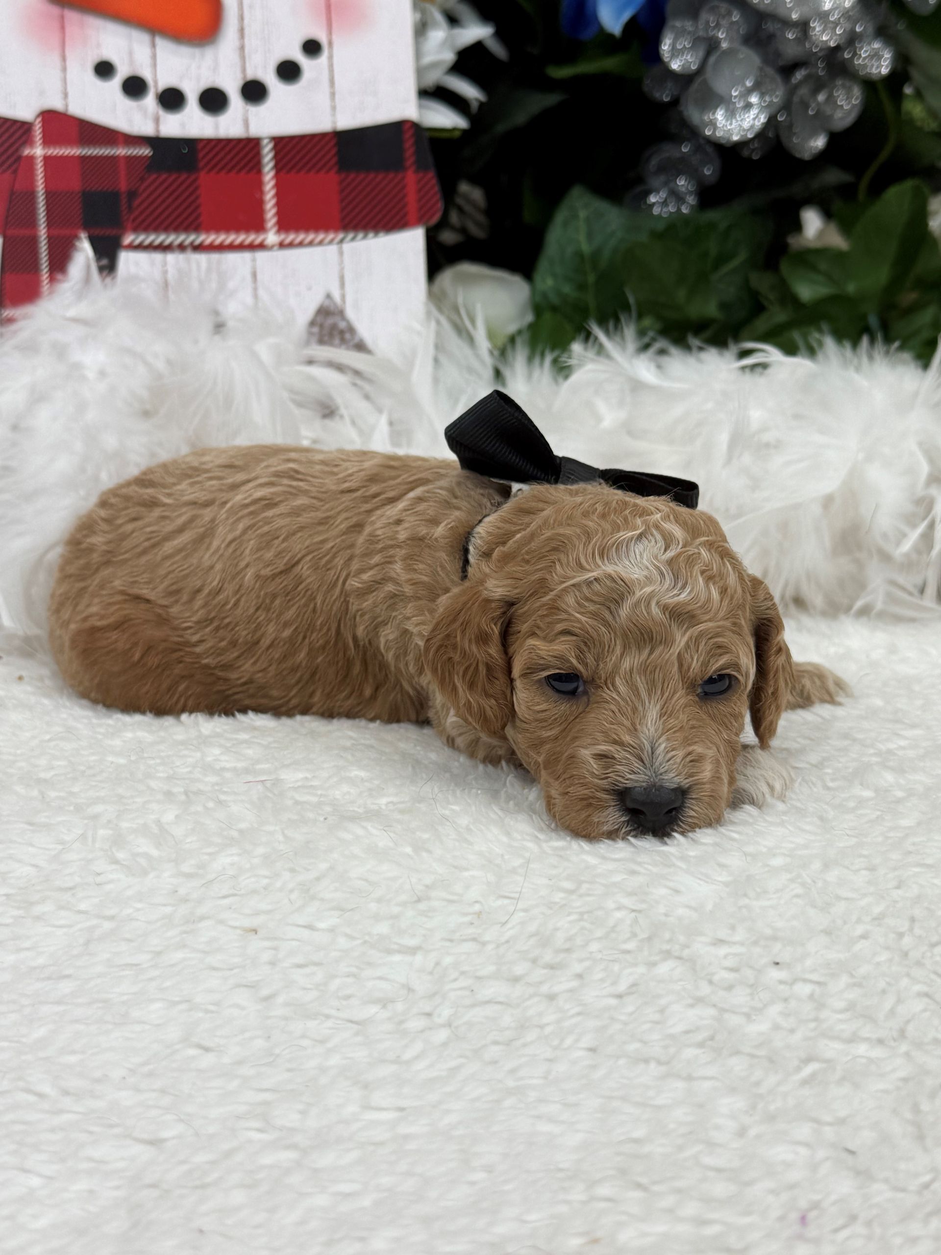 Goldendoodle puppies for sale Fort Worth Texas breeder listings