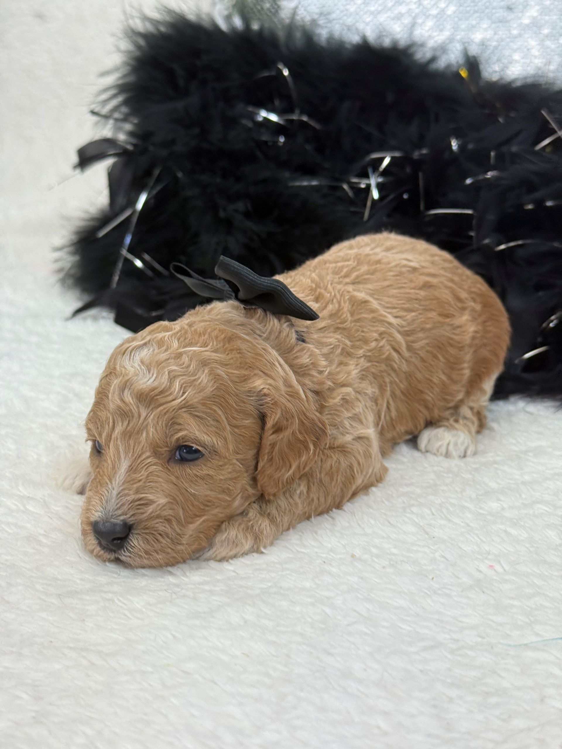 Mini Goldendoodle puppies for sale near San Antonio Texas