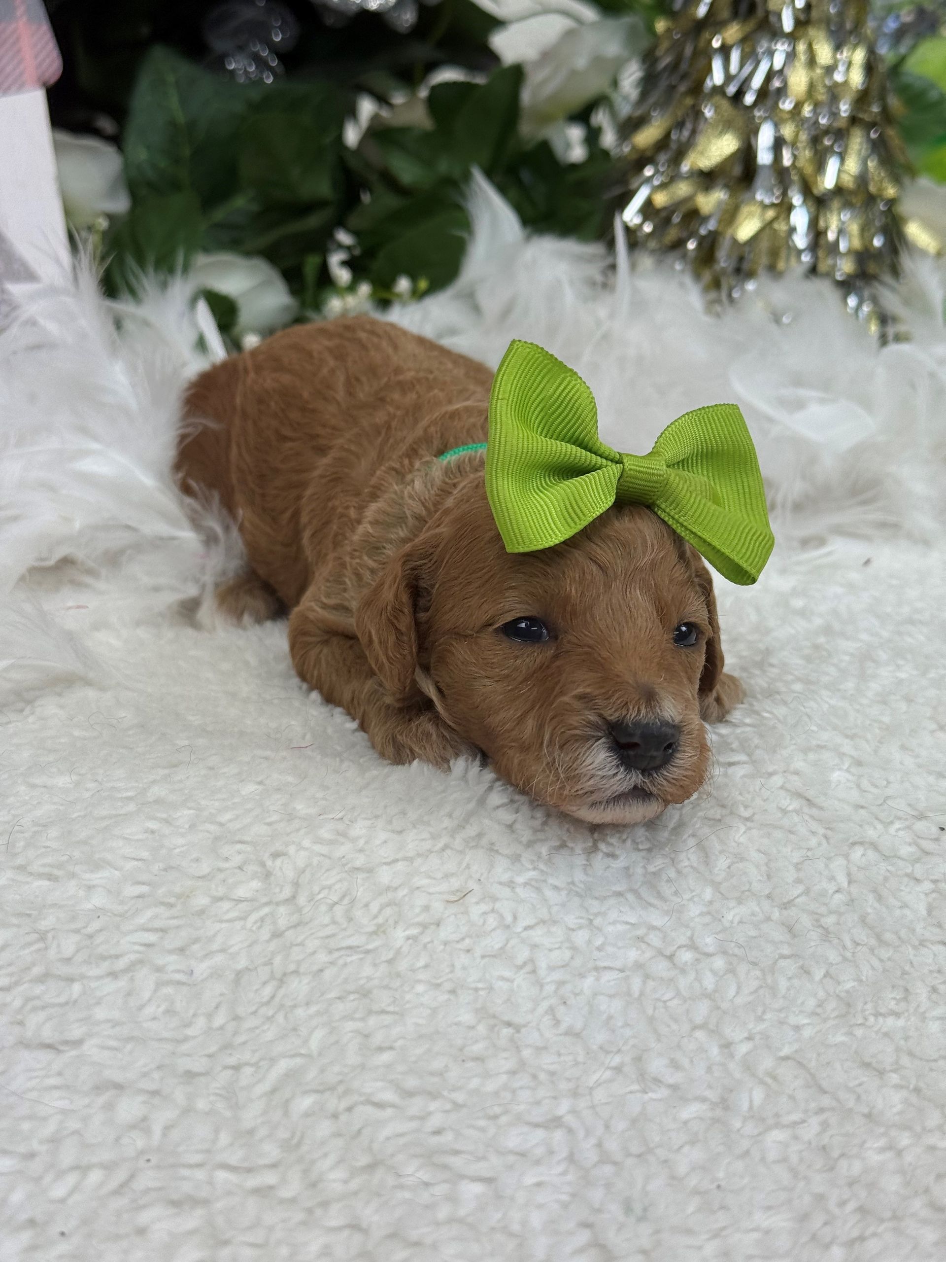 Goldendoodle puppies for sale Fort Worth Texas breeder listings