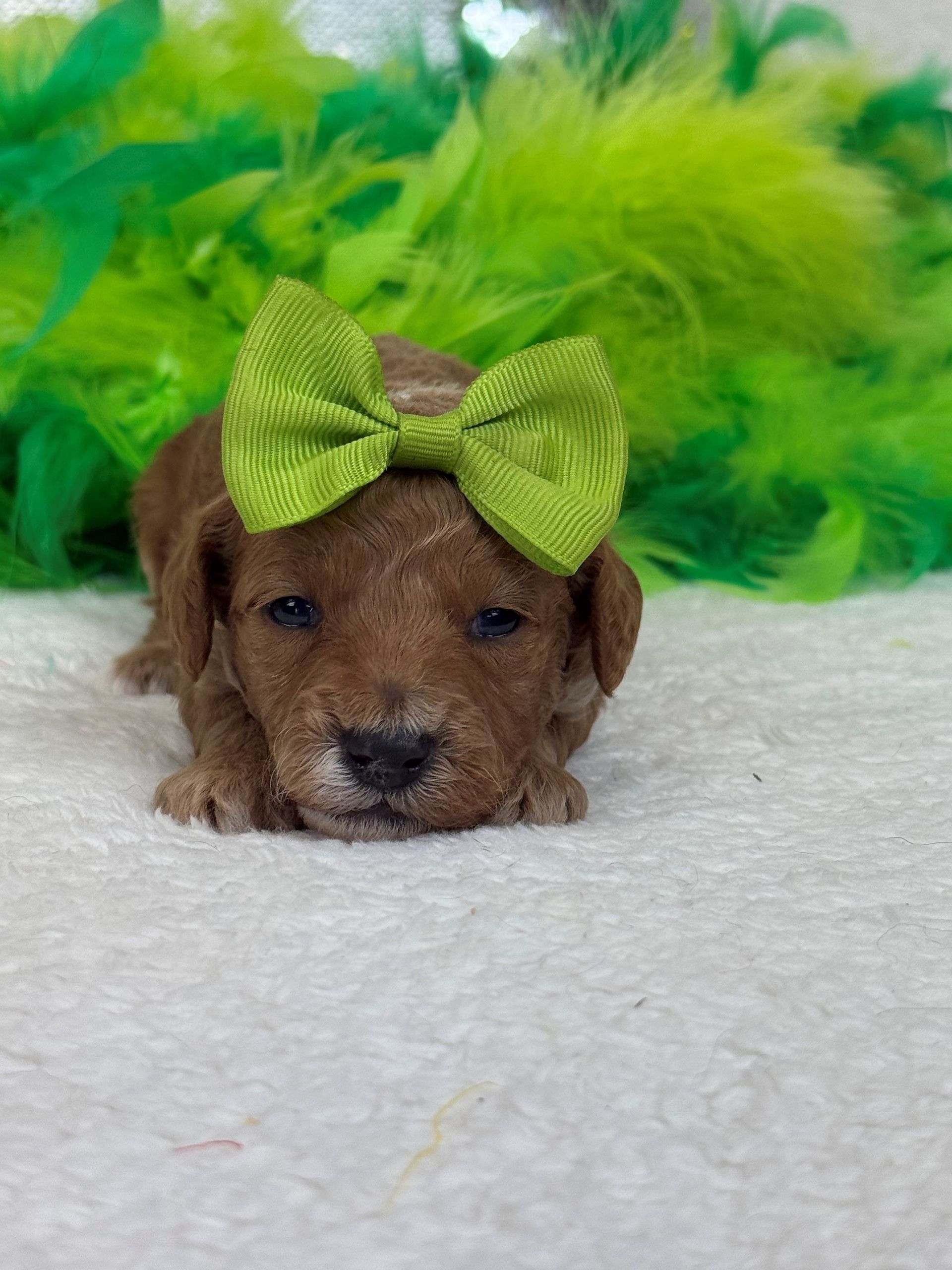 Mini Goldendoodle puppies for sale near San Antonio Texas