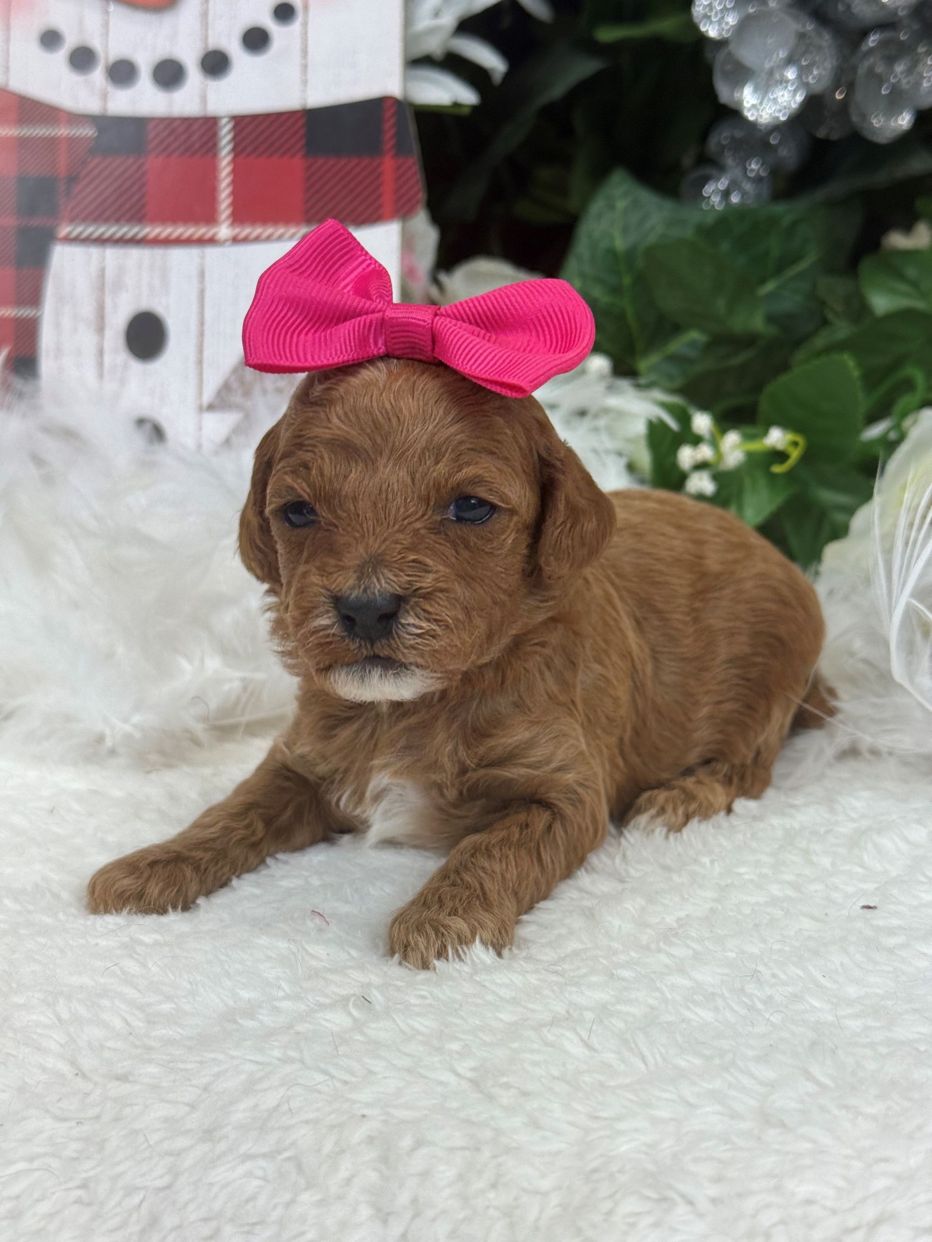 Goldendoodle puppies for sale Fort Worth Texas breeder listings