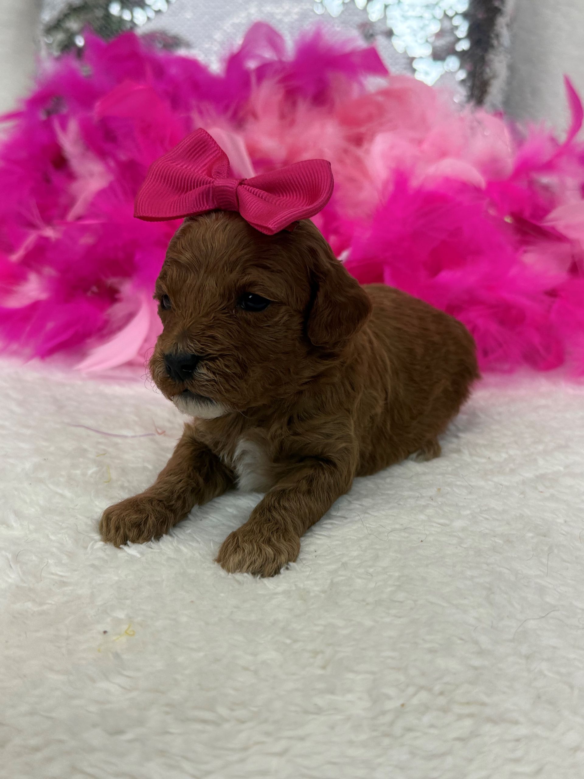 Mini Goldendoodle puppies for sale near San Antonio Texas