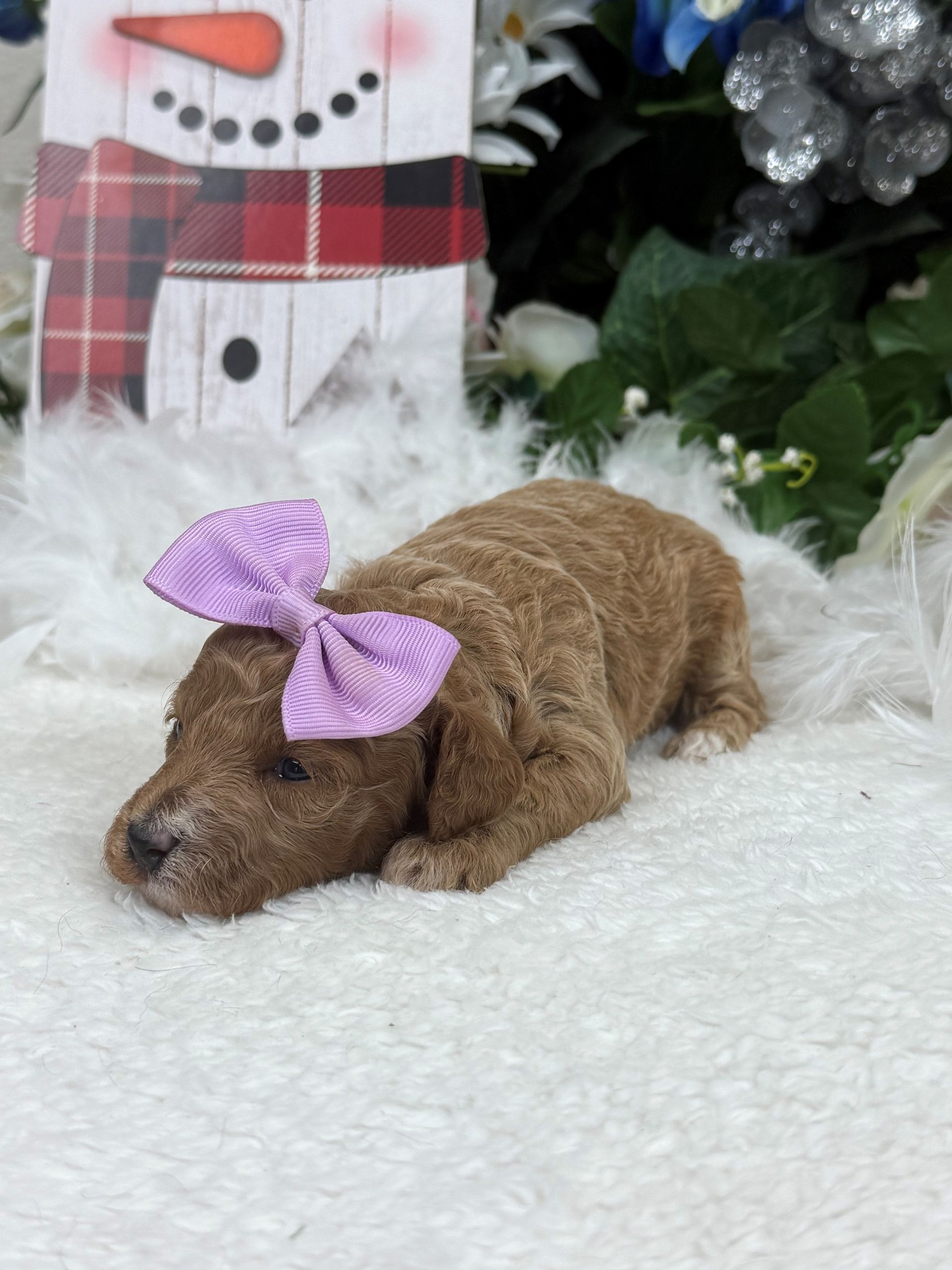 Goldendoodle puppies for sale Fort Worth Texas breeder listings