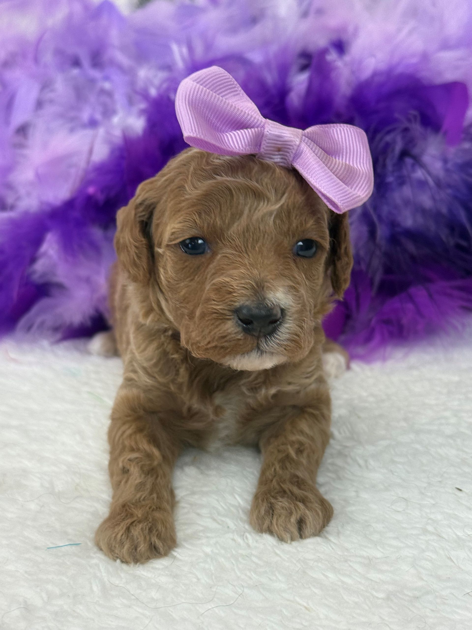 Mini Goldendoodle puppies for sale near San Antonio Texas