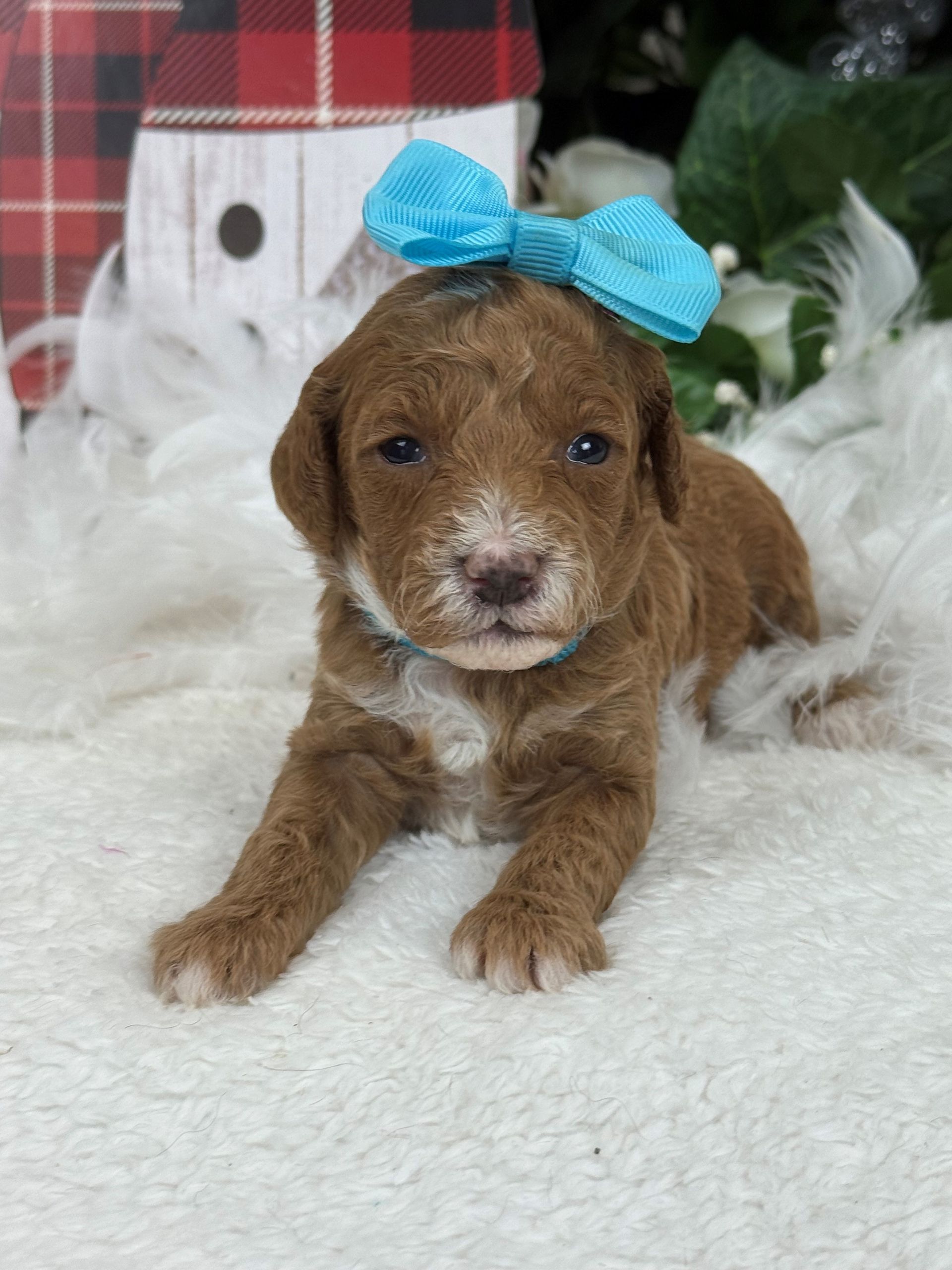 Goldendoodle puppies for sale Fort Worth Texas breeder listings