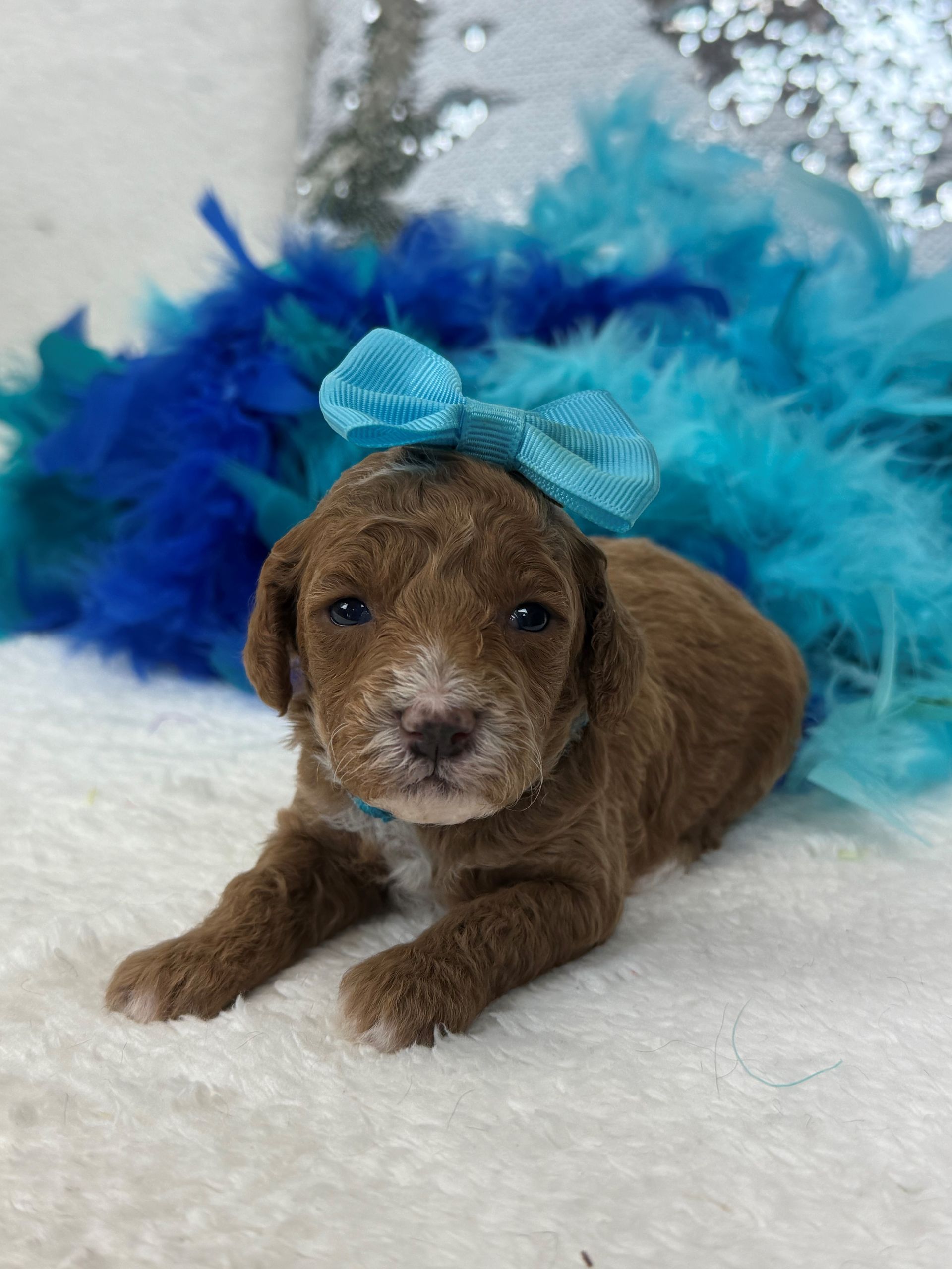 Mini Goldendoodle puppies for sale near San Antonio Texas