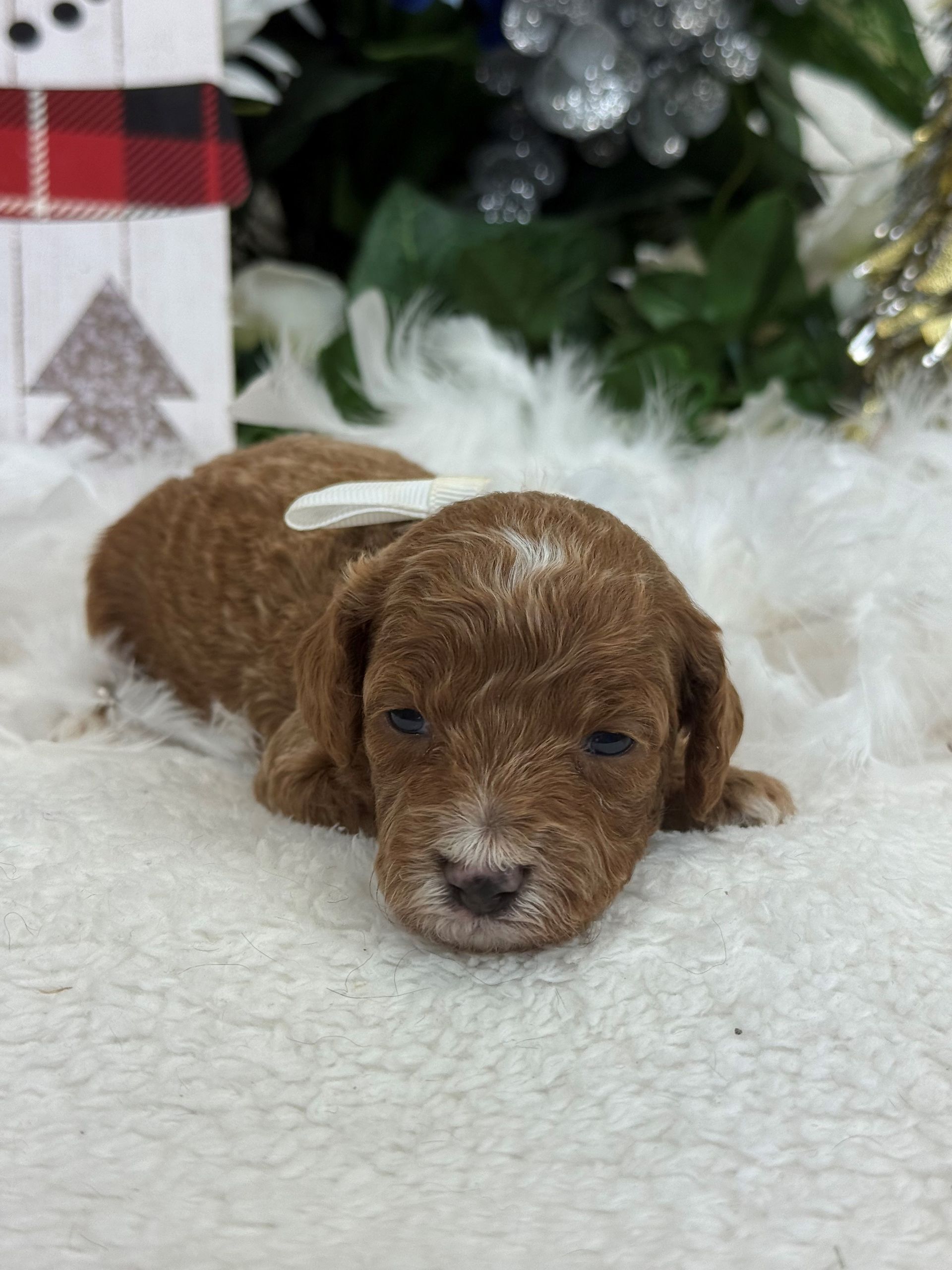 Goldendoodle puppies for sale Fort Worth Texas breeder listings