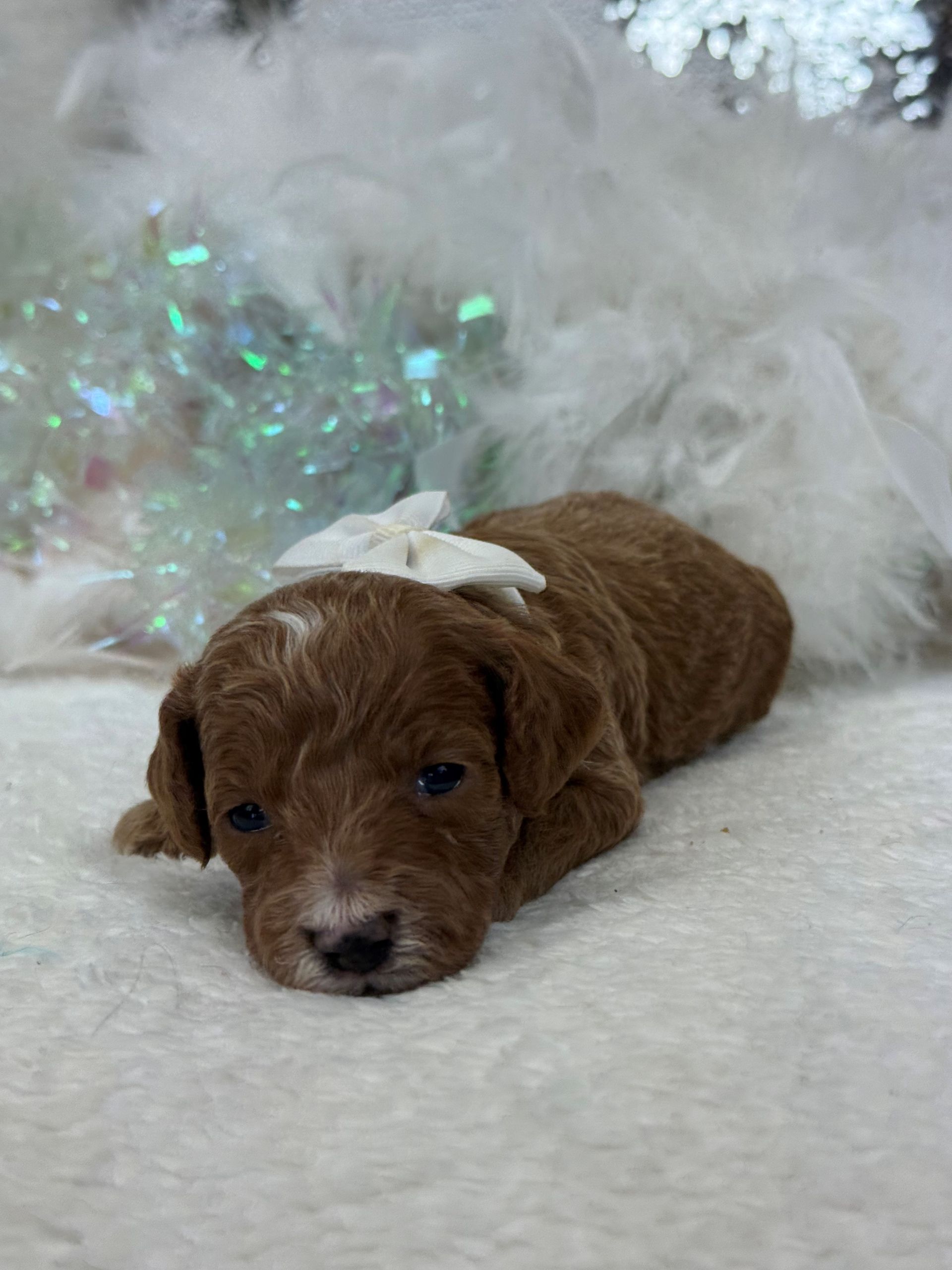 Mini Goldendoodle puppies for sale near San Antonio Texas