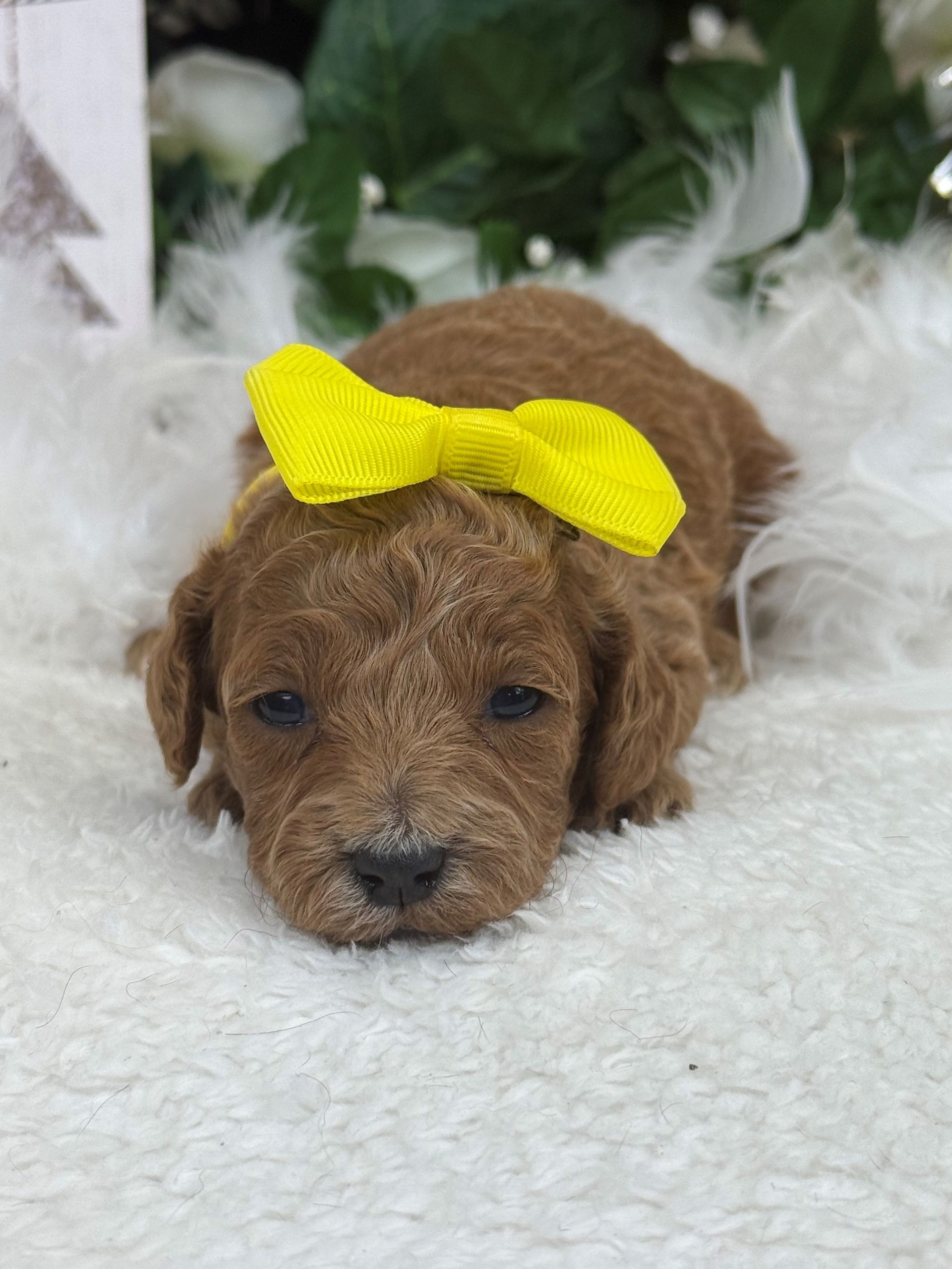 Goldendoodle puppies for sale Fort Worth Texas breeder listings