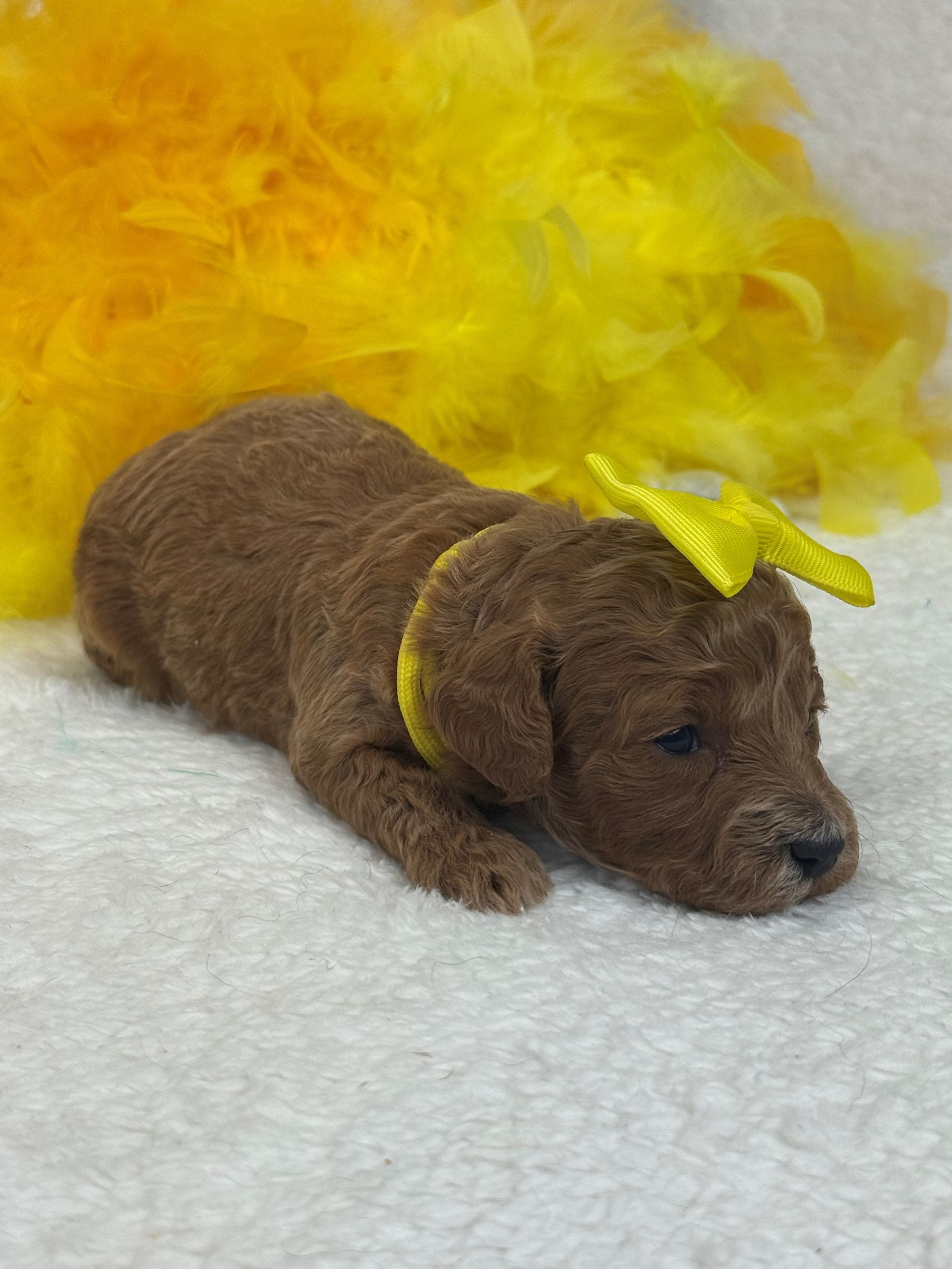 Mini Goldendoodle puppies for sale near San Antonio Texas
