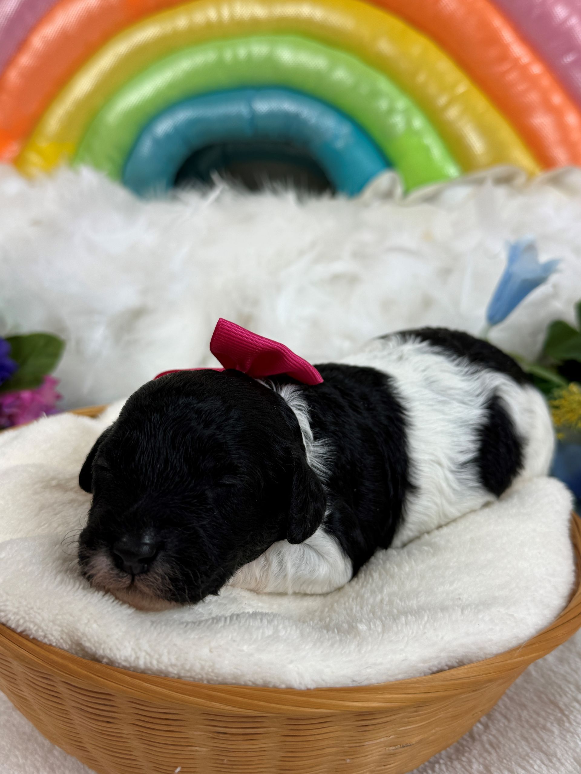 Cavapoo puppies for sale Fort Worth Texas breeder listings
