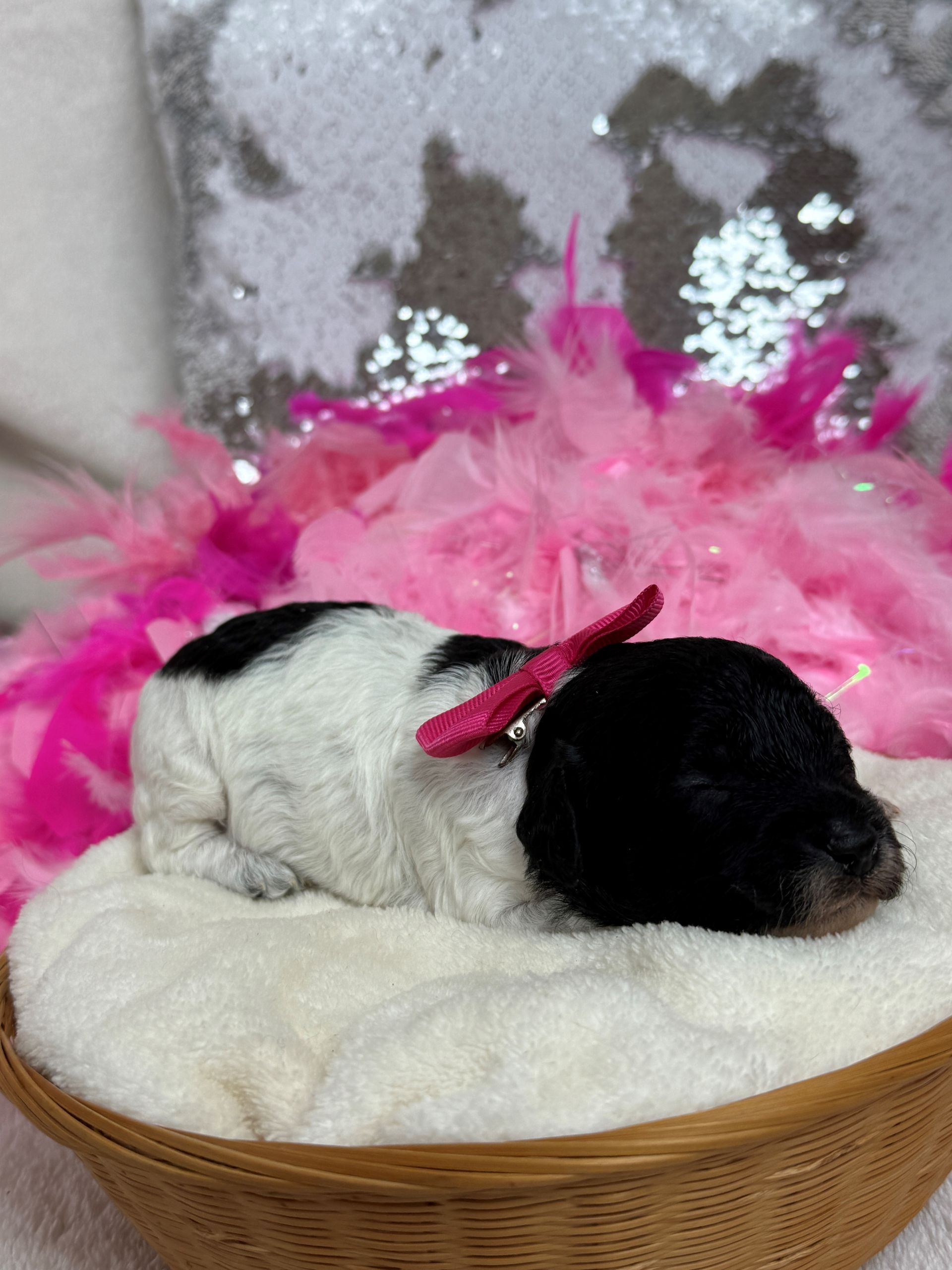 Cavapoo puppies for sale near tyler Texas